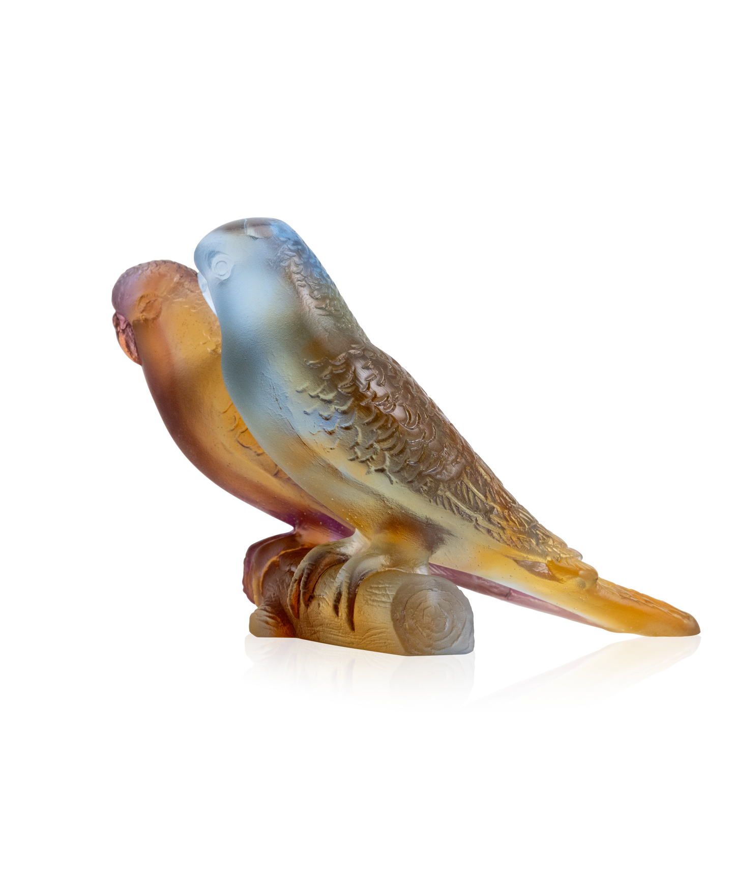 Budgerigars couple Amber