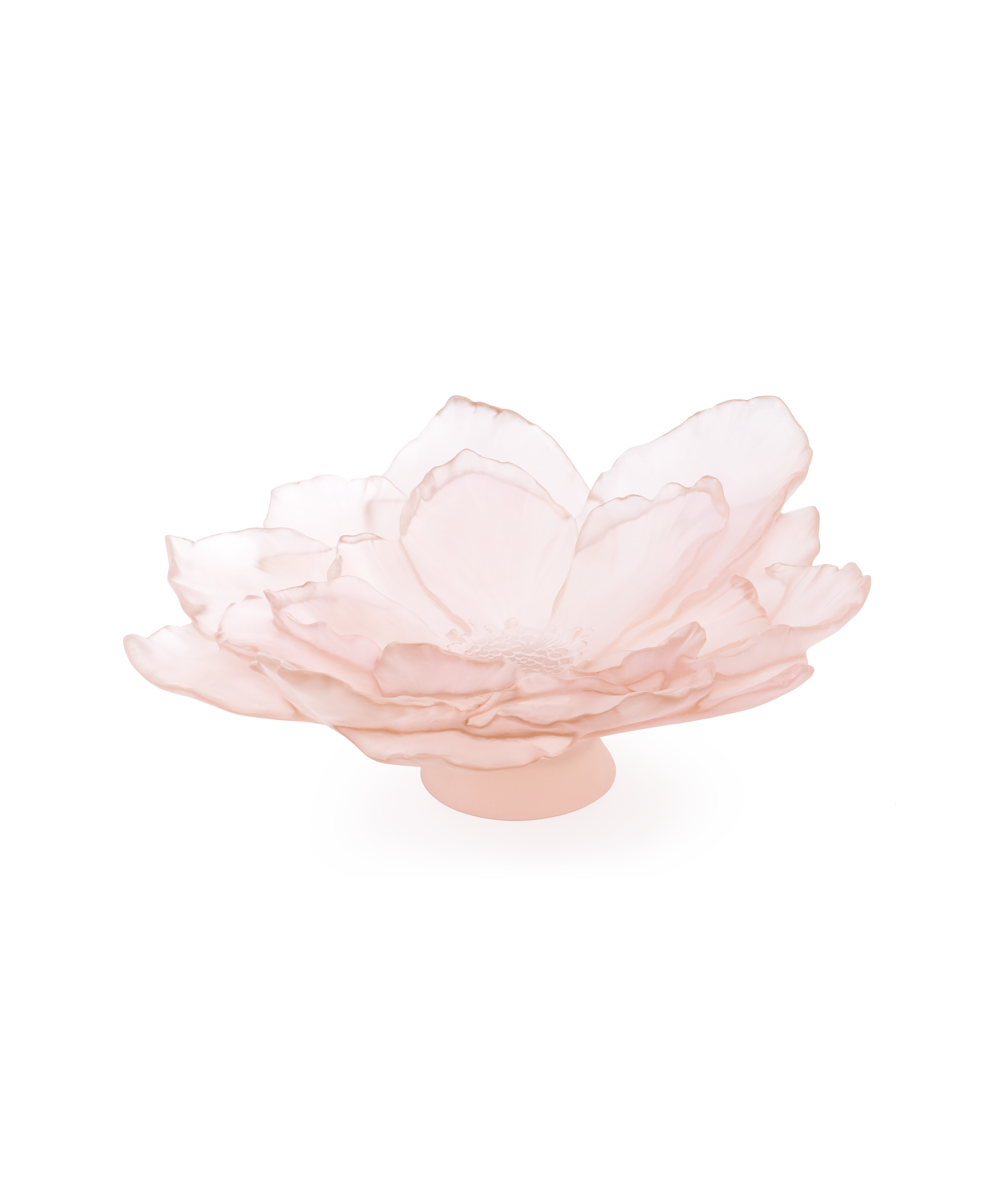 Camelia Coupe grand modèle Rose en cristal | Daum