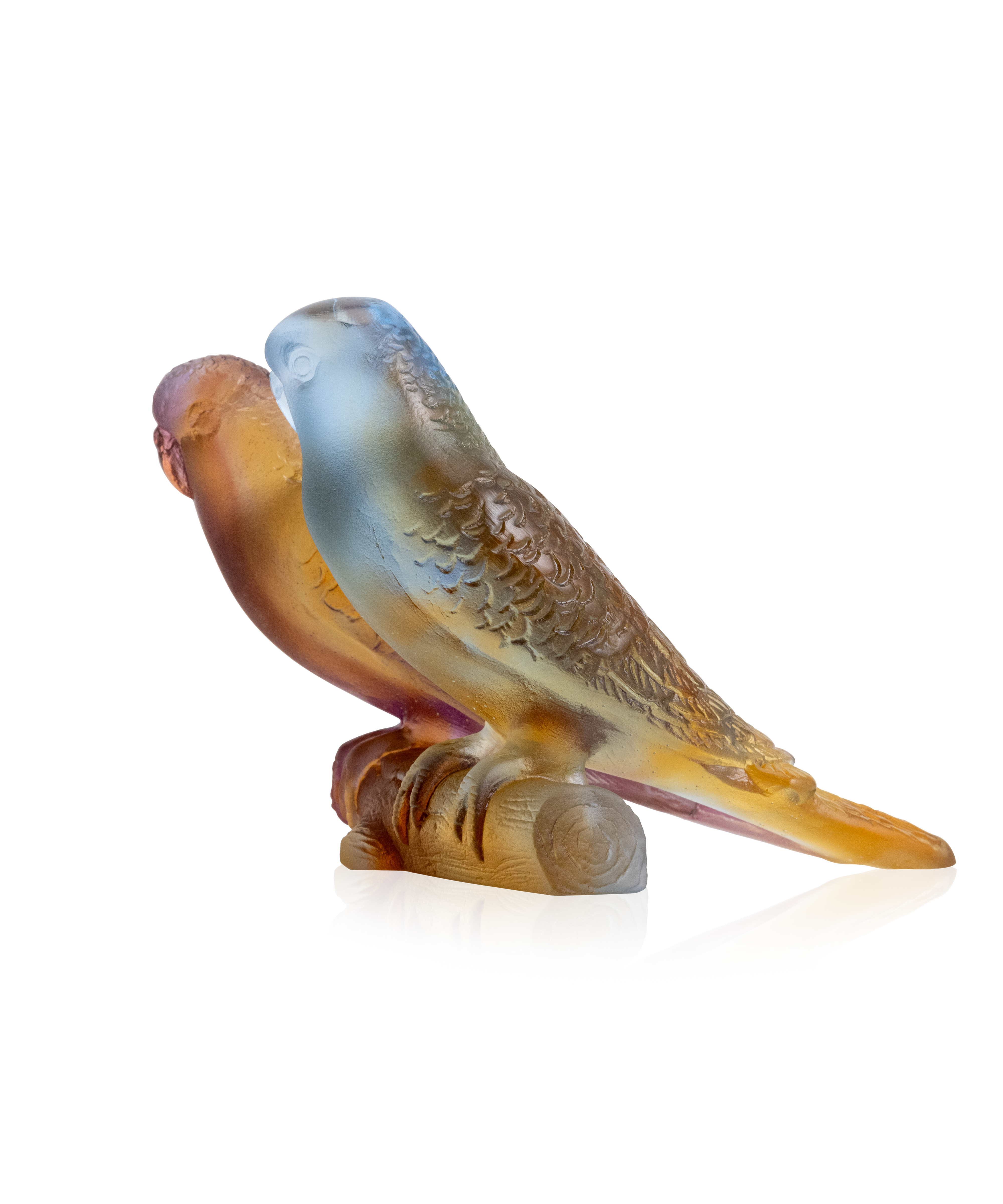 Couple de perruches Ambre