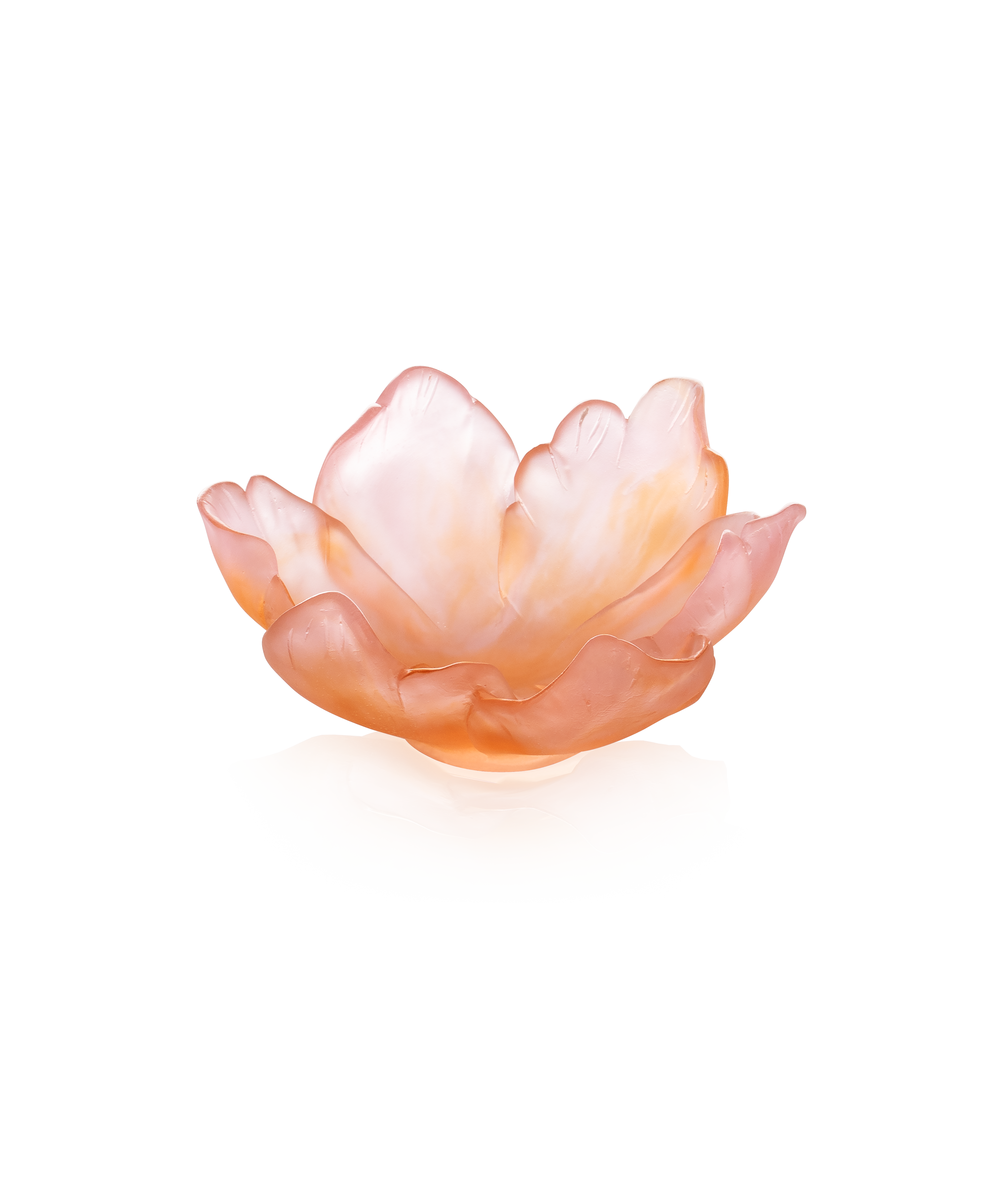 Tulipe Coupelle ambre rose 125ex
