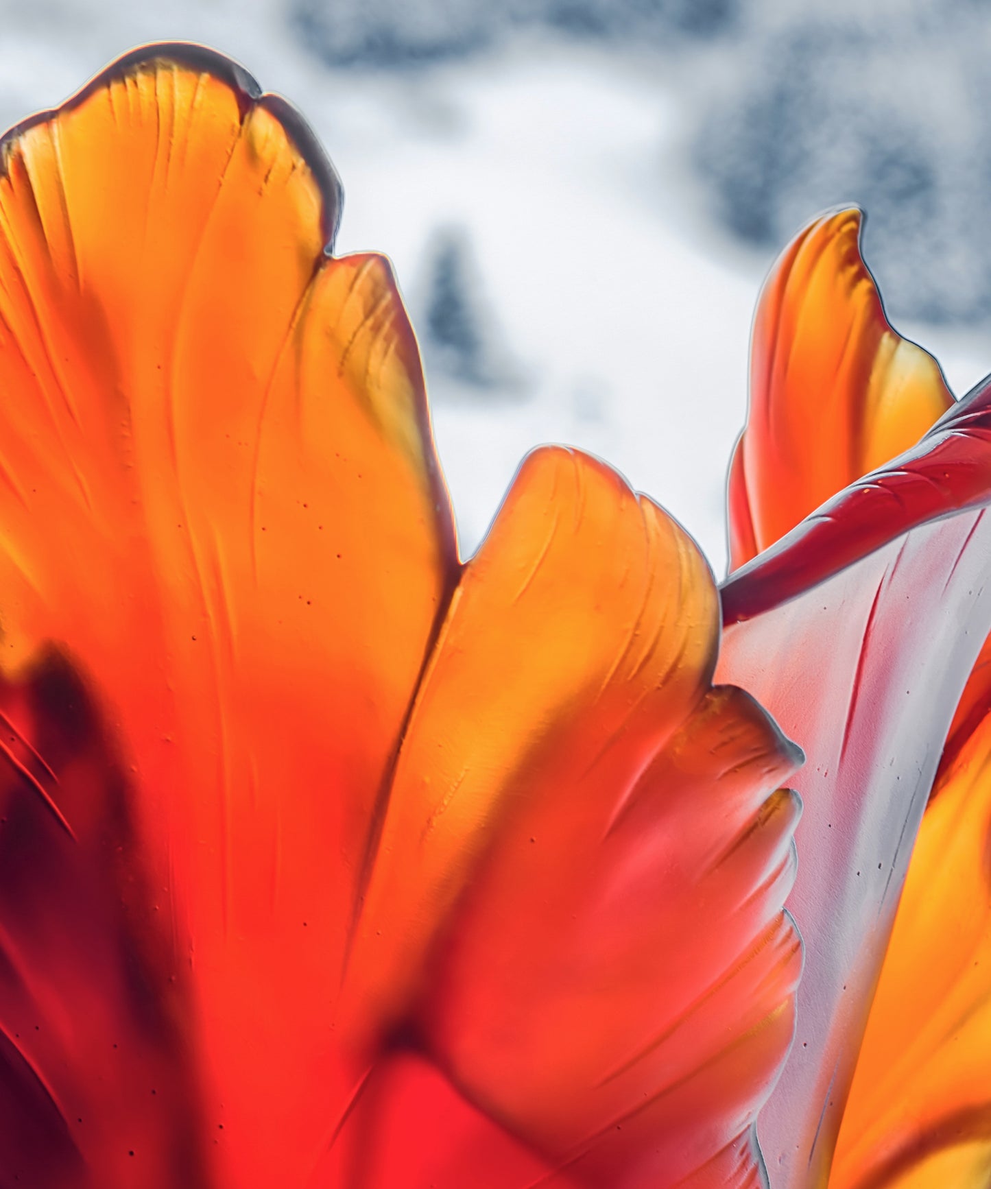 Tulipe Vase magnum Ambre foncé 50ex