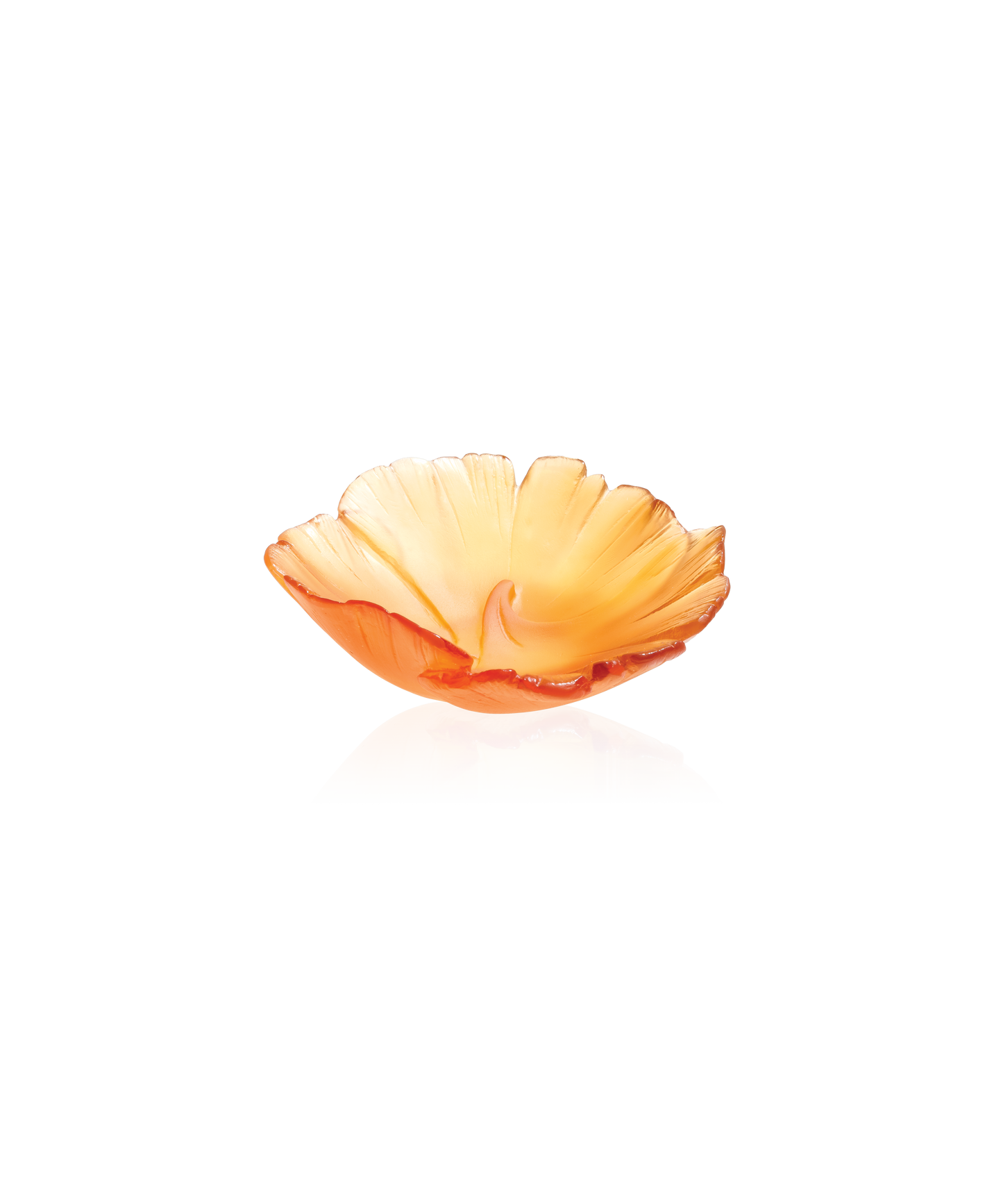 Ginkgo Coupelle Ambre