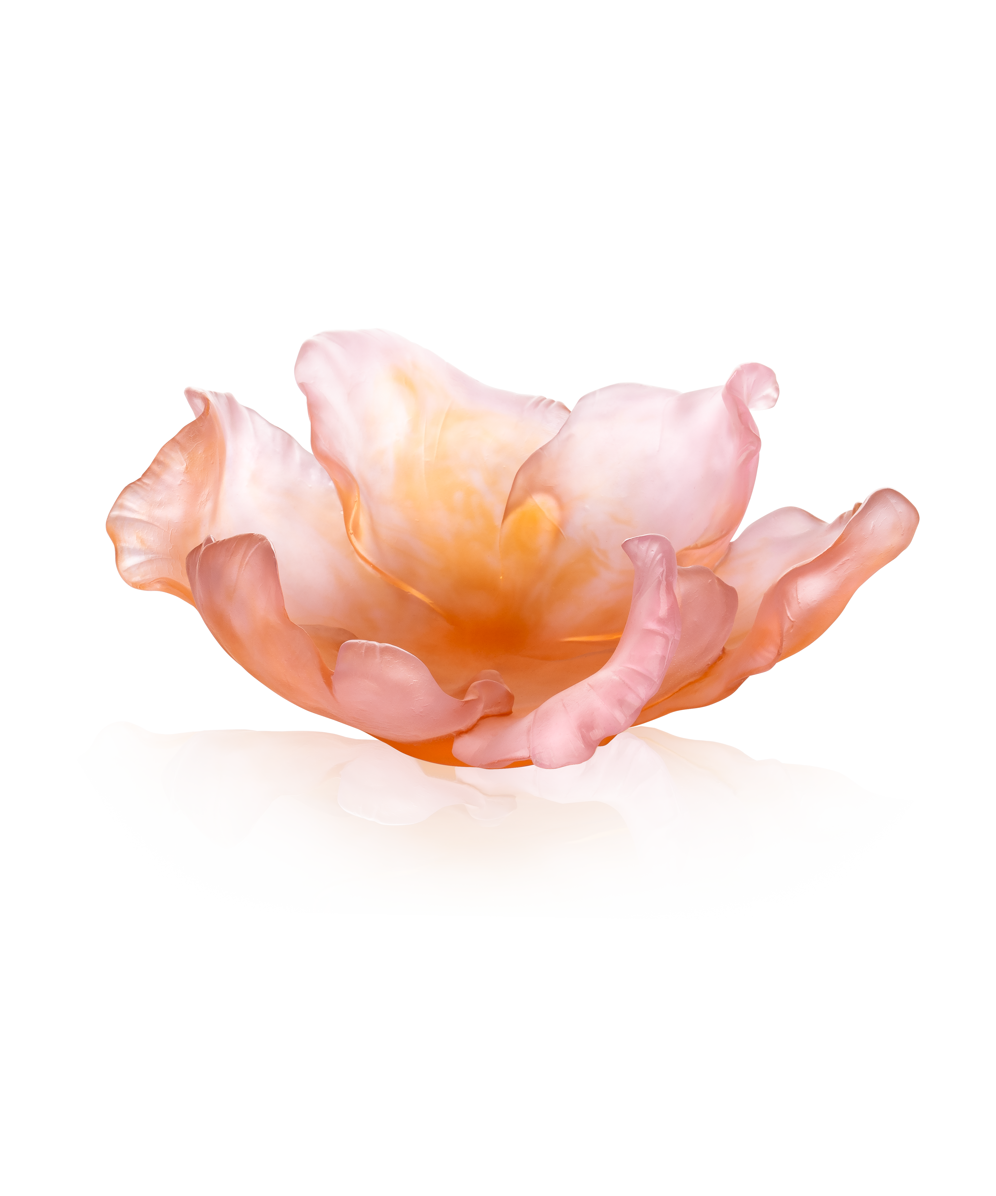 Tulipe Coupe ambre rose 99ex