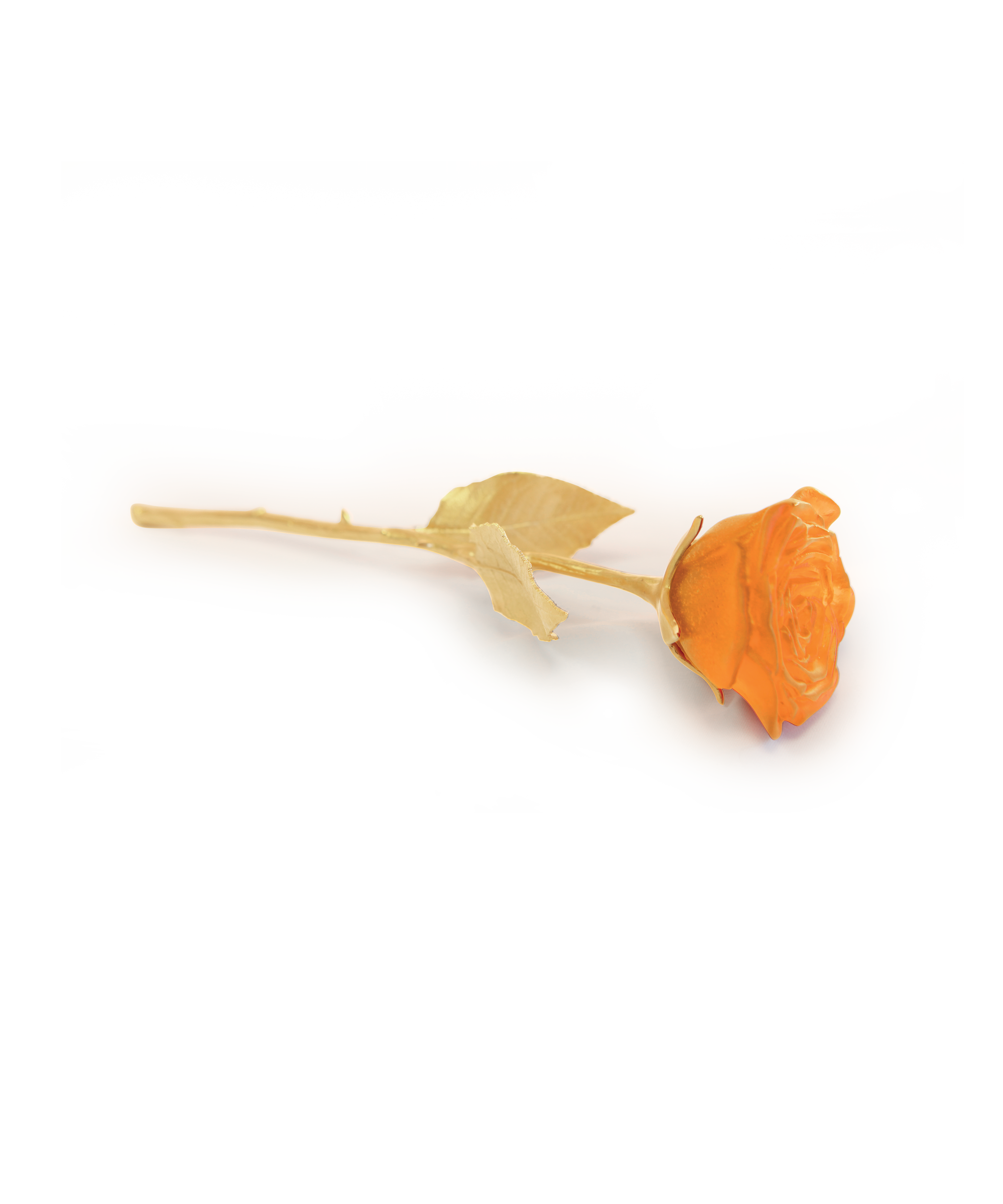 Rose Eternelle Orange