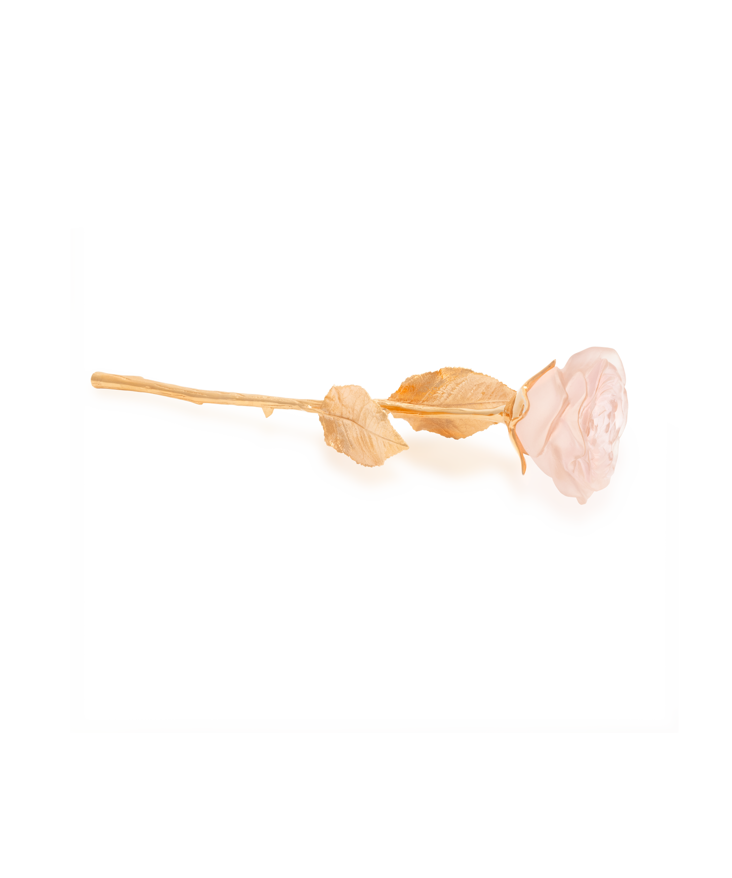 Rose Eternelle Rose poudré