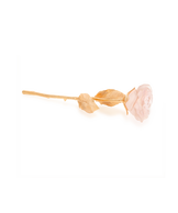 Rose Eternelle Rose poudré