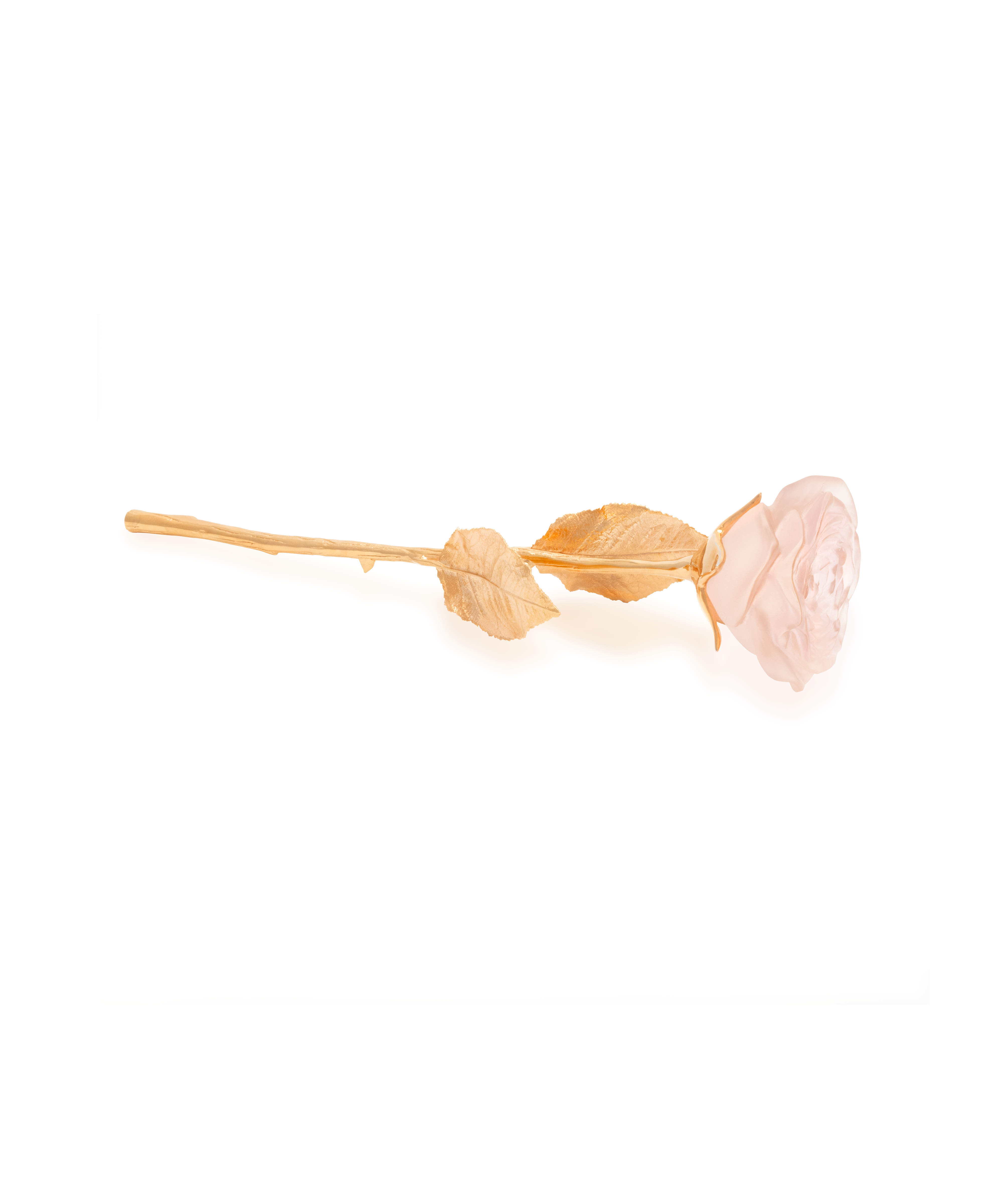 Rose Eternelle Rose poudré