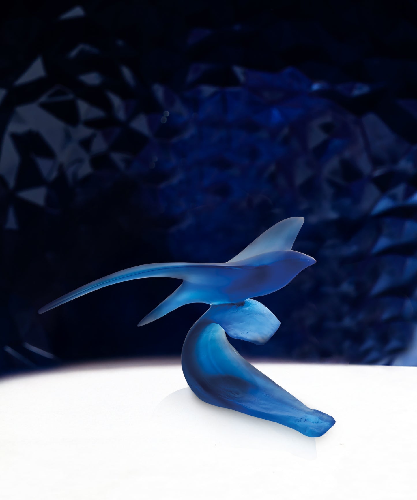 Oiseau Marin de Xavier Carnoy 375ex