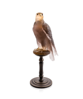 Faucon Gerfaut Amber-pink by Madeleine Van der Knoop 125ex