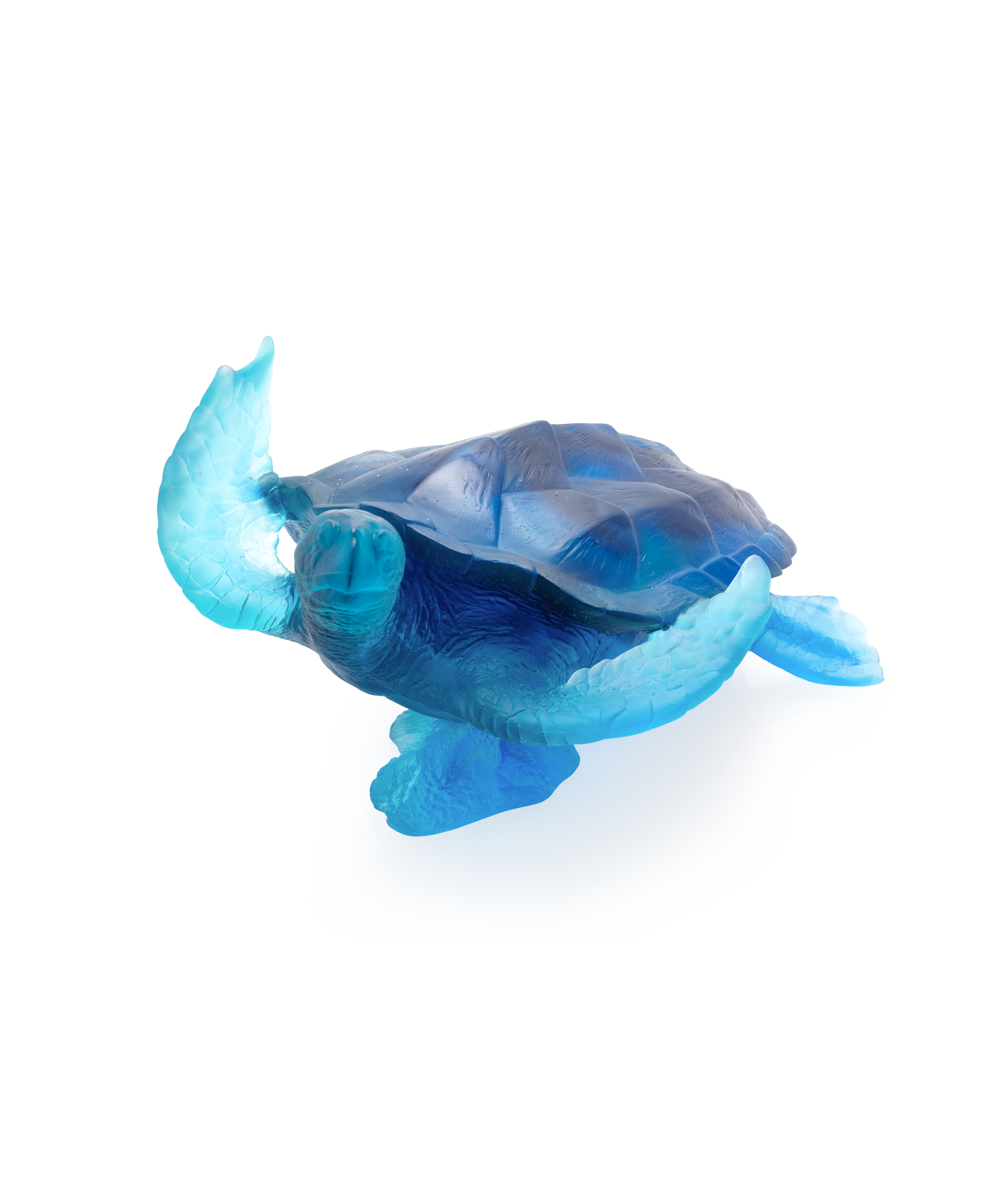 Mer de Corail Large sea turtle Blue