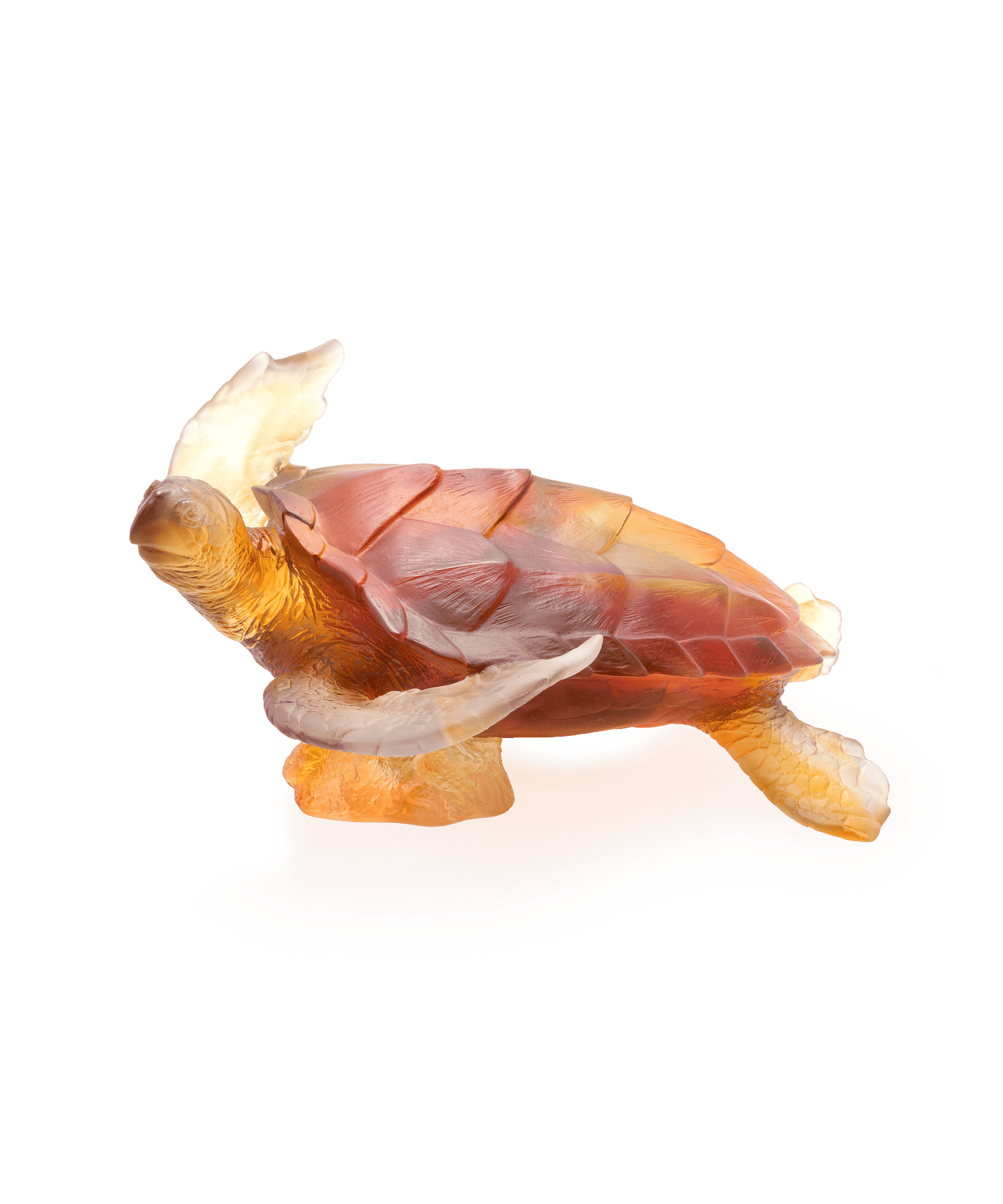 Mer de Corail Tortue de mer grand modèle Ambre gris