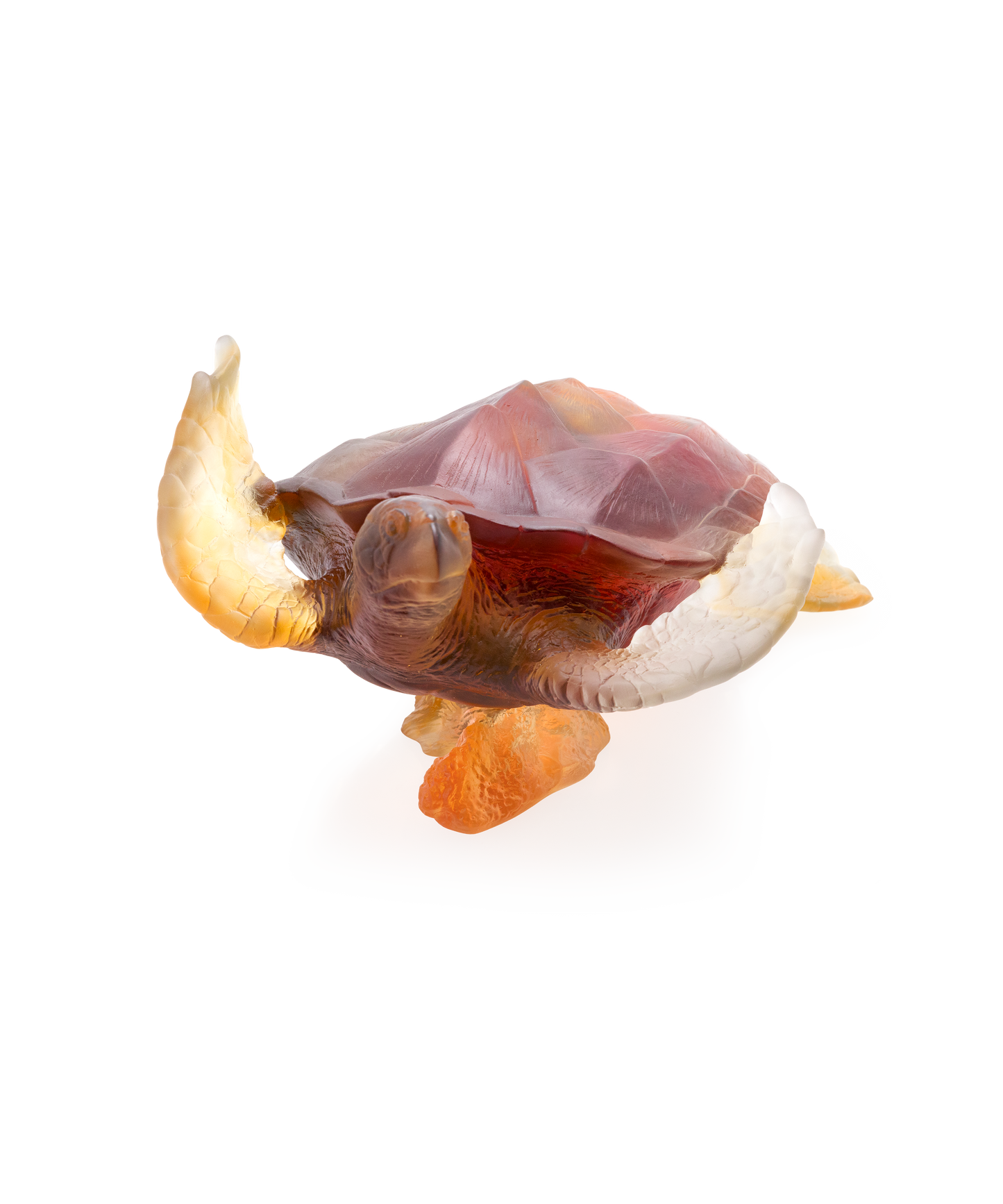 Mer de Corail Tortue de mer grand modèle Ambre gris