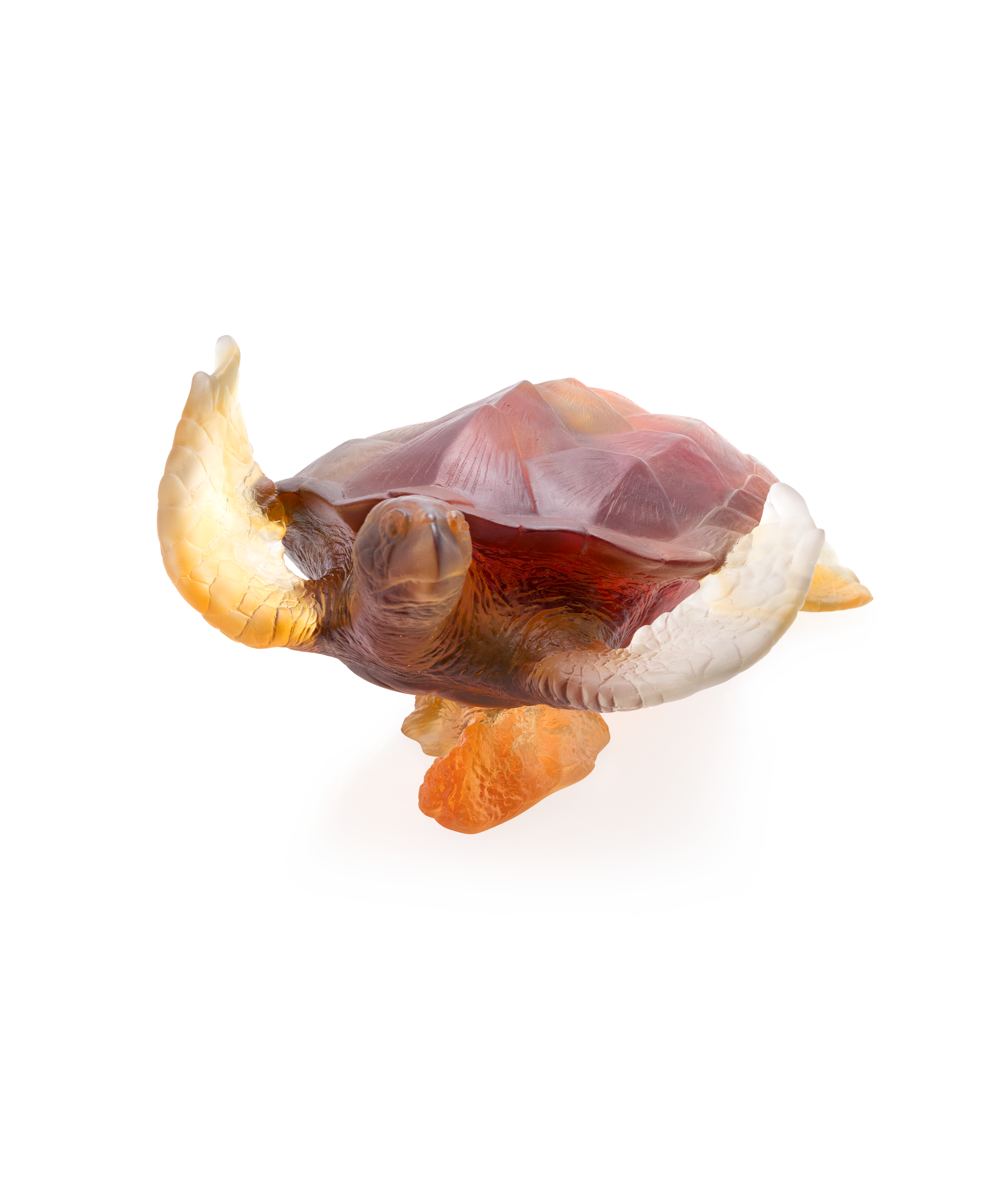 Mer de Corail Tortue de mer grand modèle Ambre gris