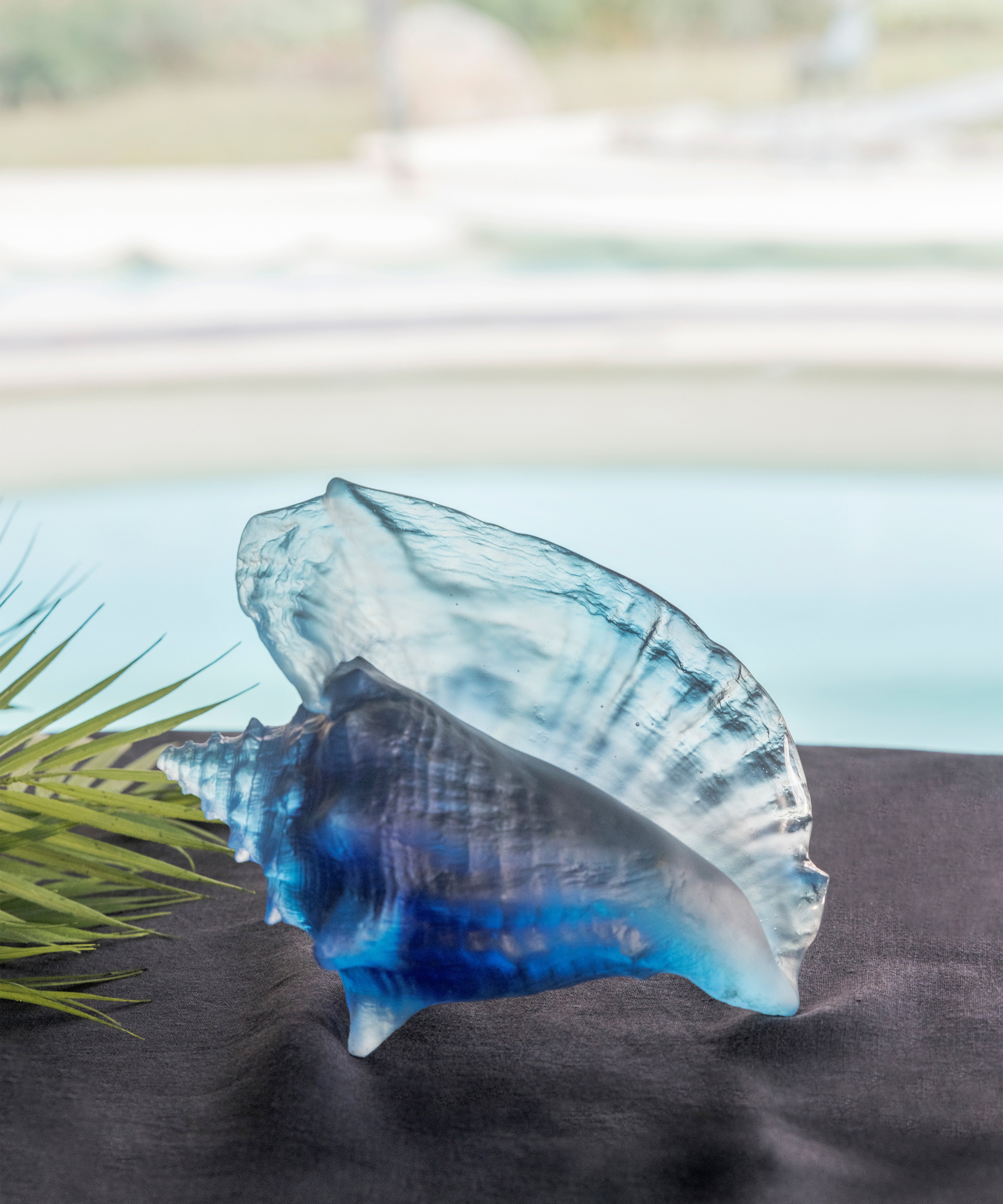 Mer de Corail Coquillage conque