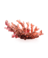 Mer de Corail Coupe moyen modèle Ambre rouge