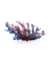 Mer de Corail Coupe moyen modèle Bleue et rouge