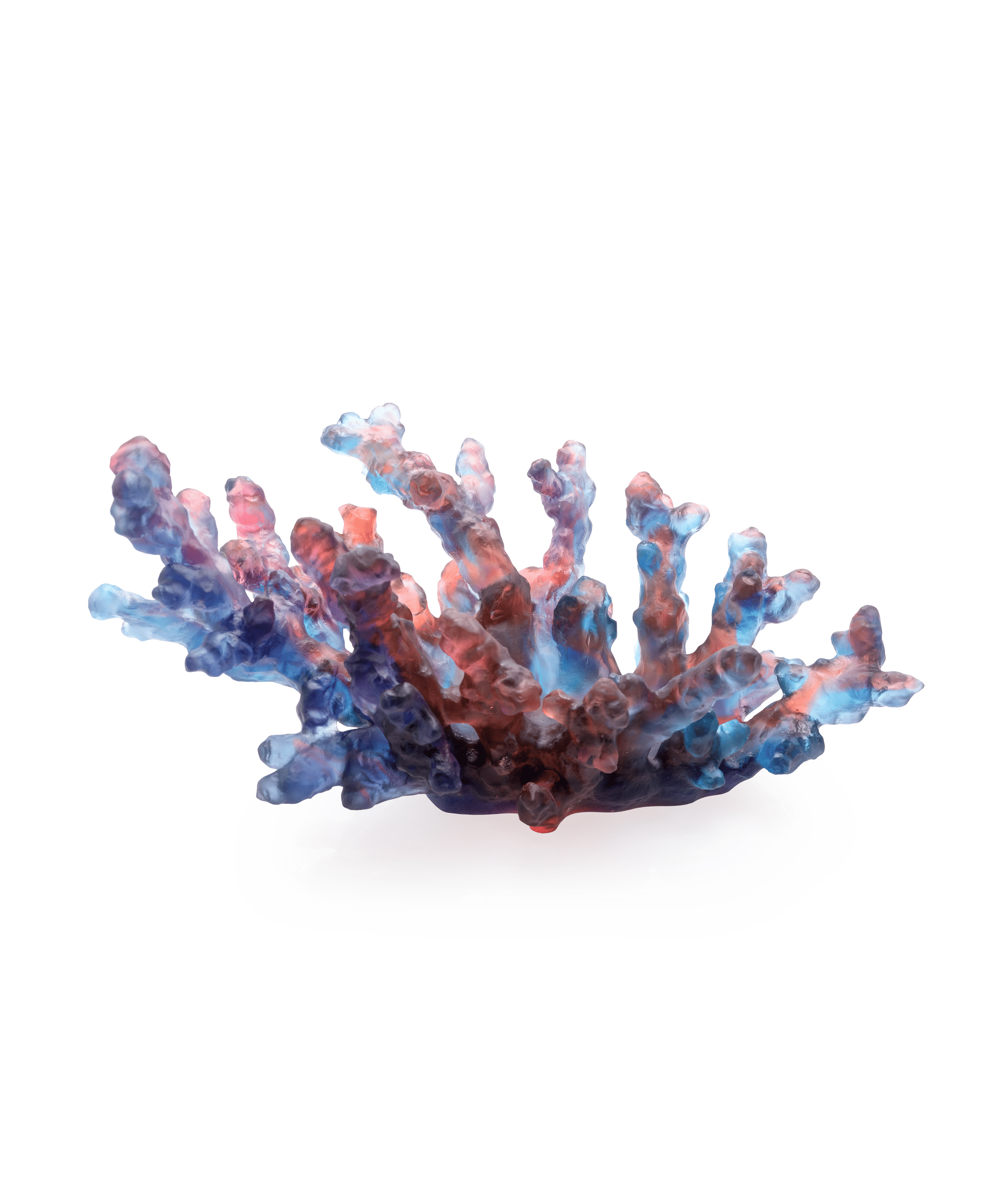 Mer de Corail Coupe moyen modèle Bleue et rouge