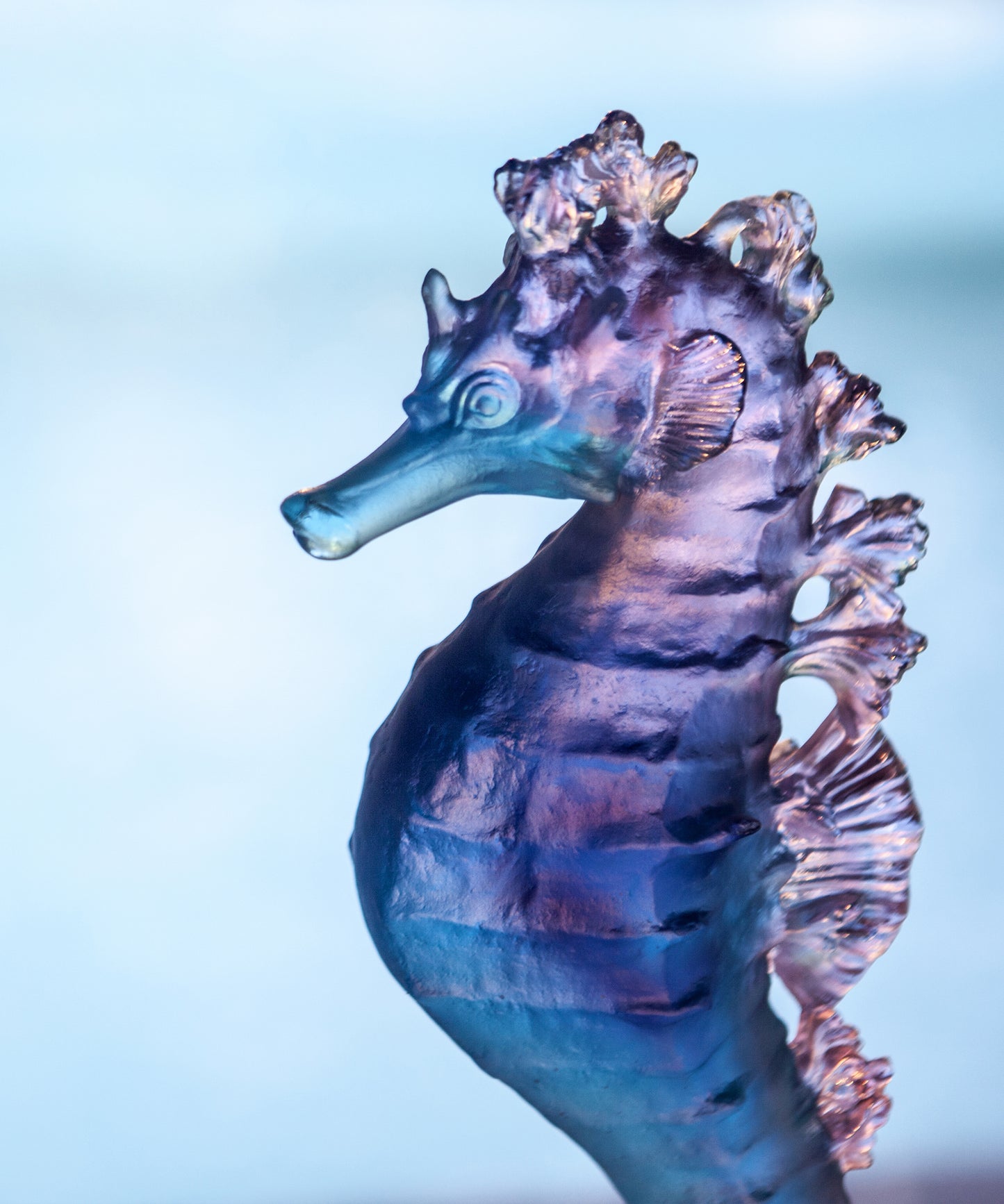 Mer de Corail Hippocampe Bleu et rose