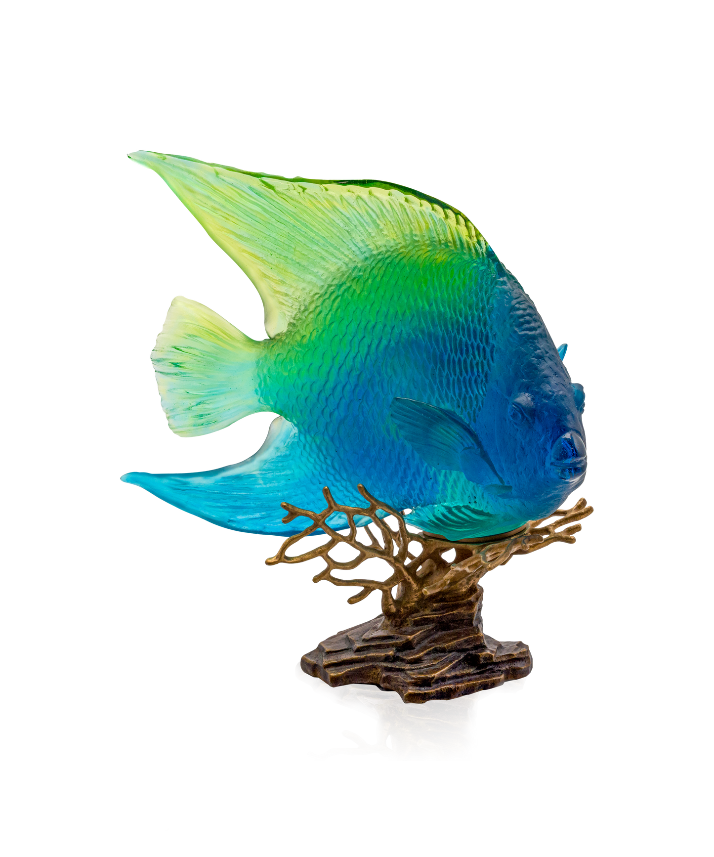 Mer de Corail Royal angelfish Blue and yellow 125ex