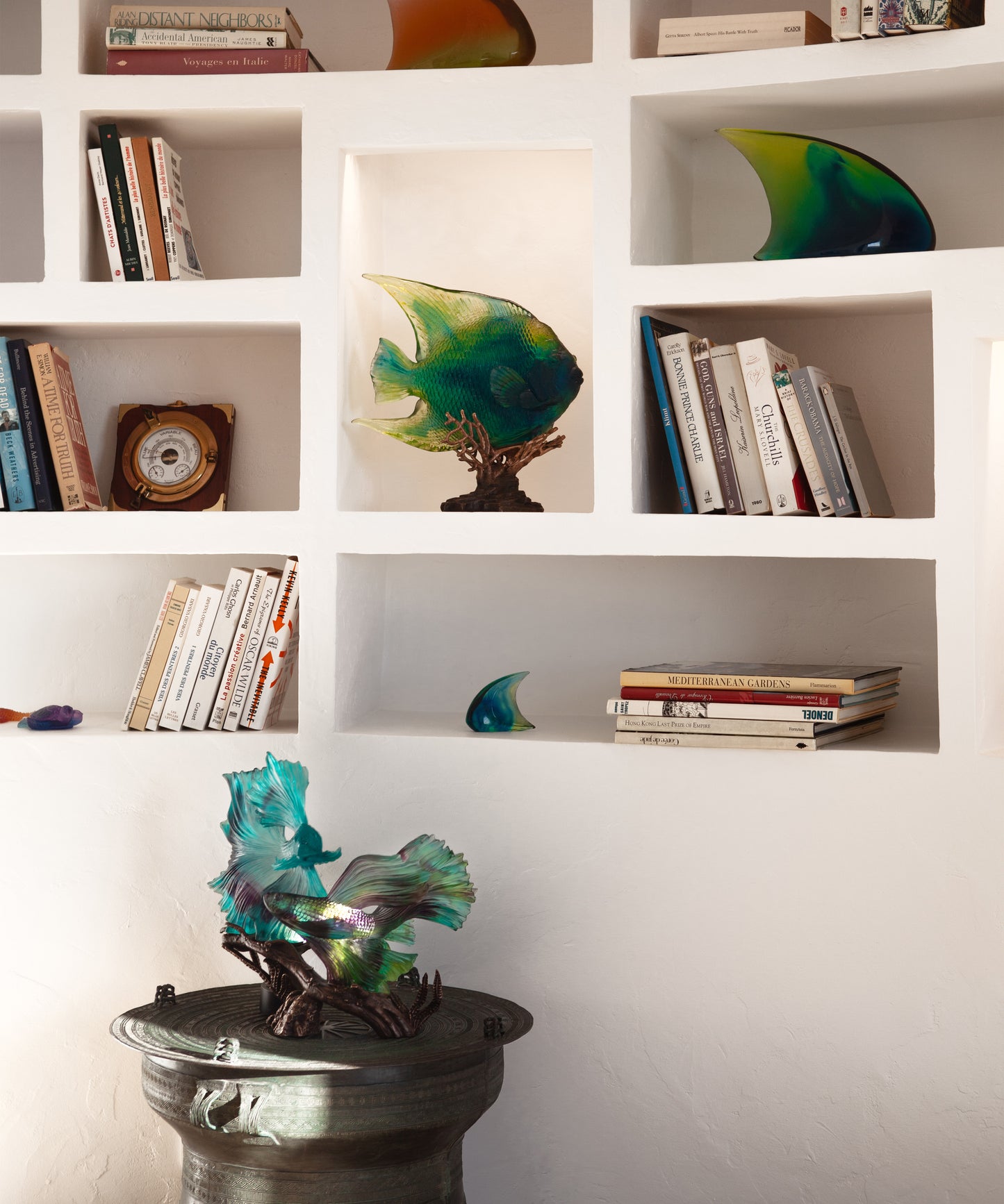 Mer de Corail Royal angelfish Blue and yellow 125ex