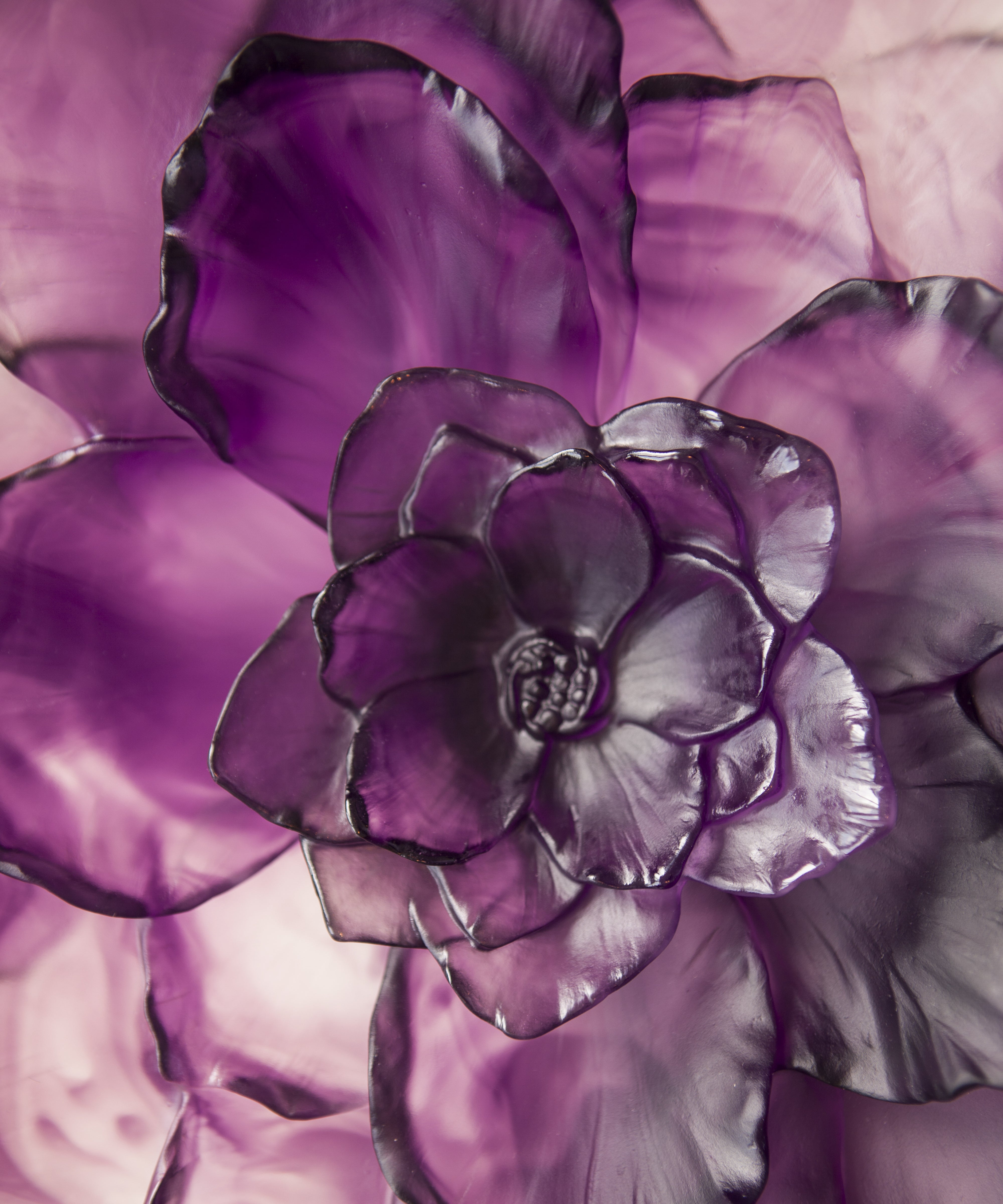 Camelia Coupe grand modèle Violette