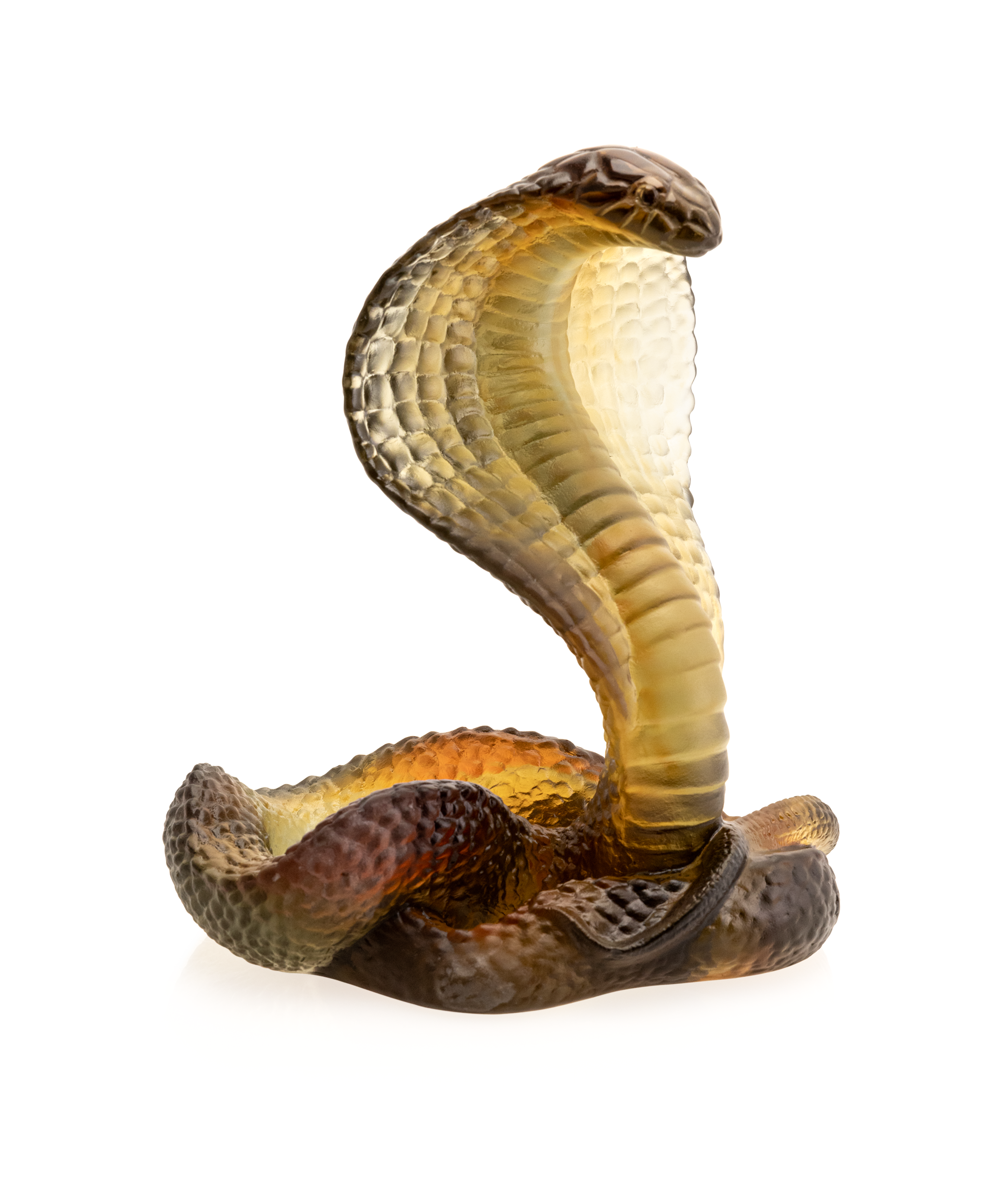 Naja Ambre et gris 500ex