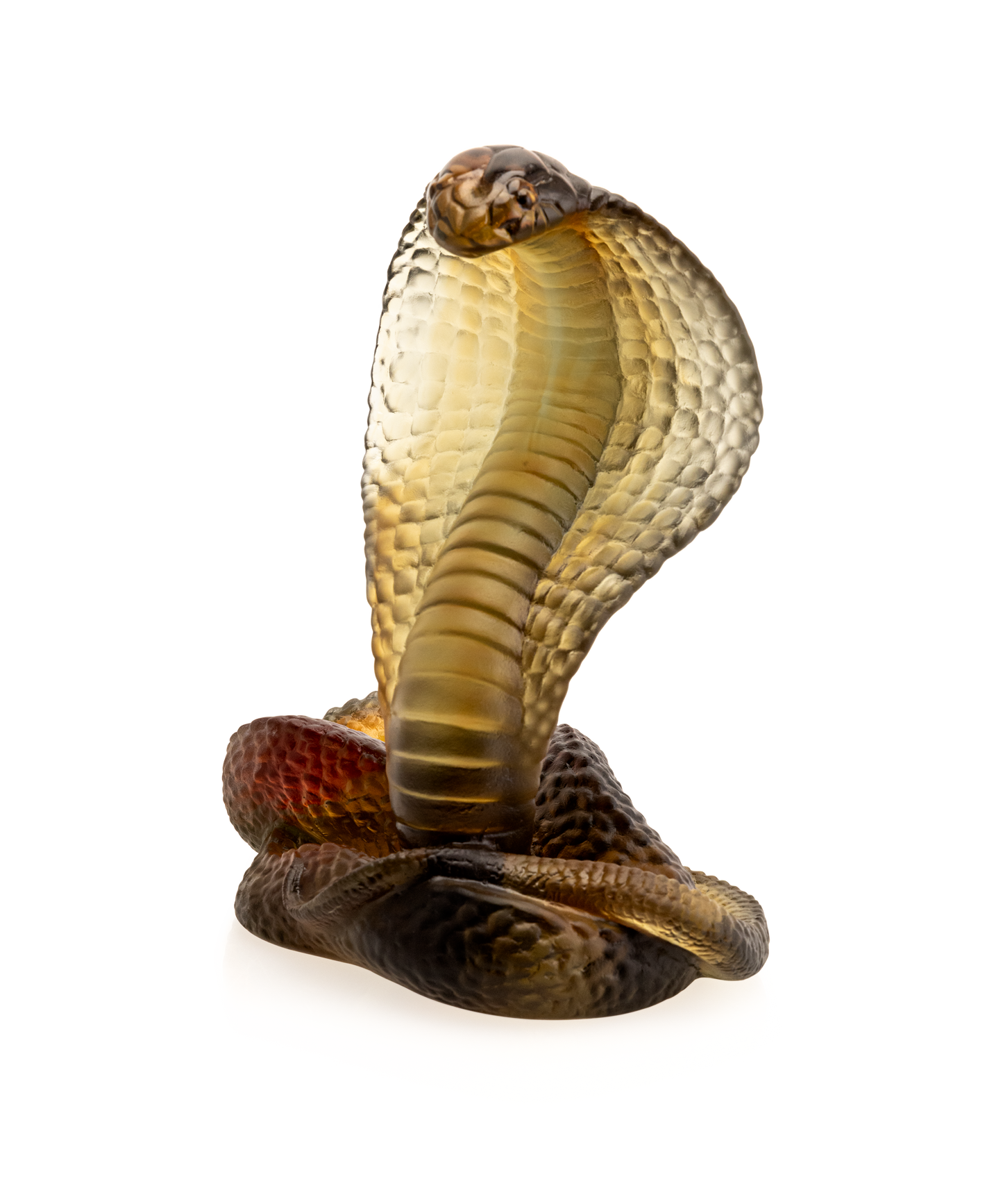 Naja Ambre et gris 500ex