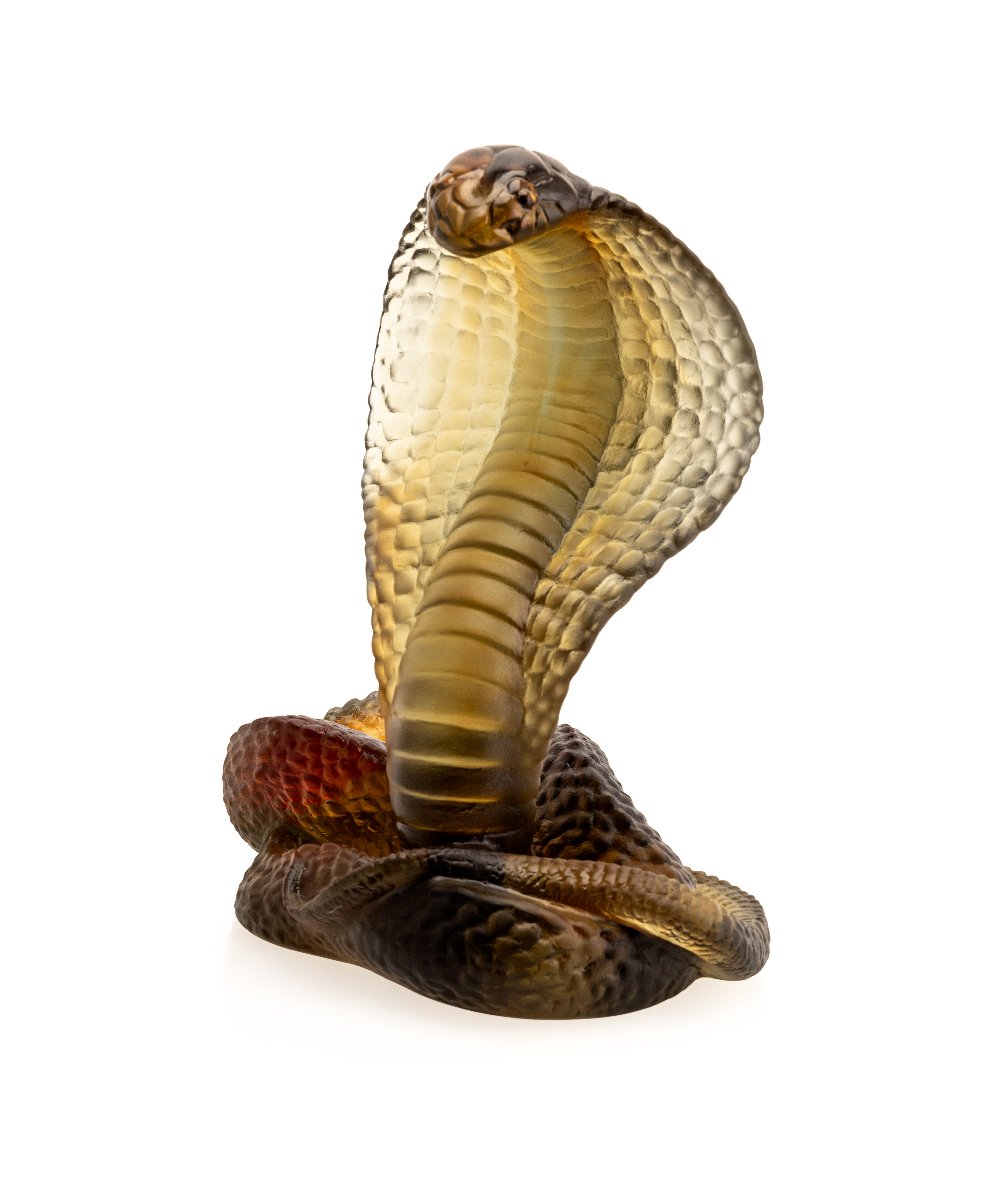 Naja Ambre et gris 500ex