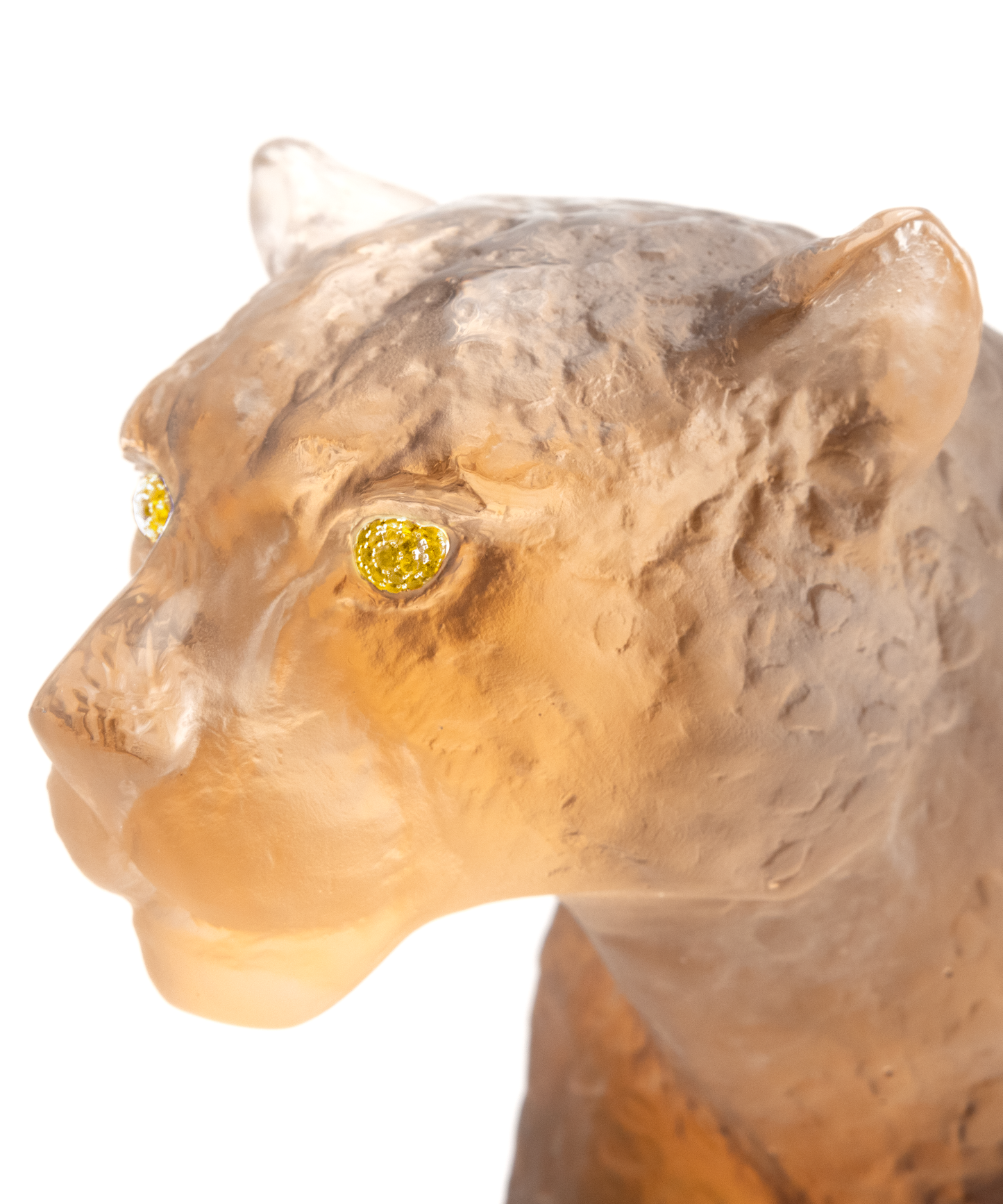 Panthère Jaipur 50ex