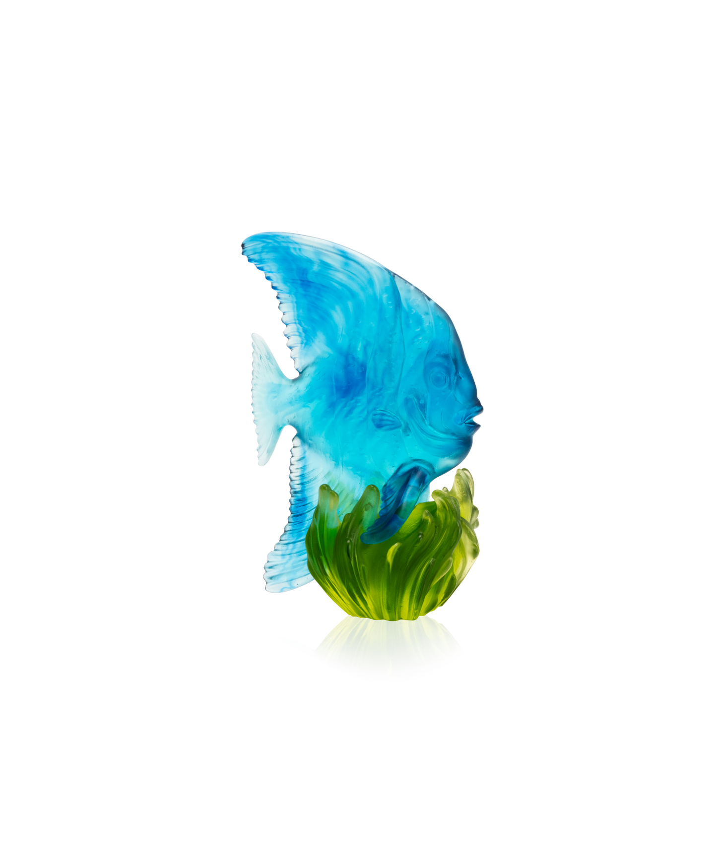 Maya Medium platax Blue and green