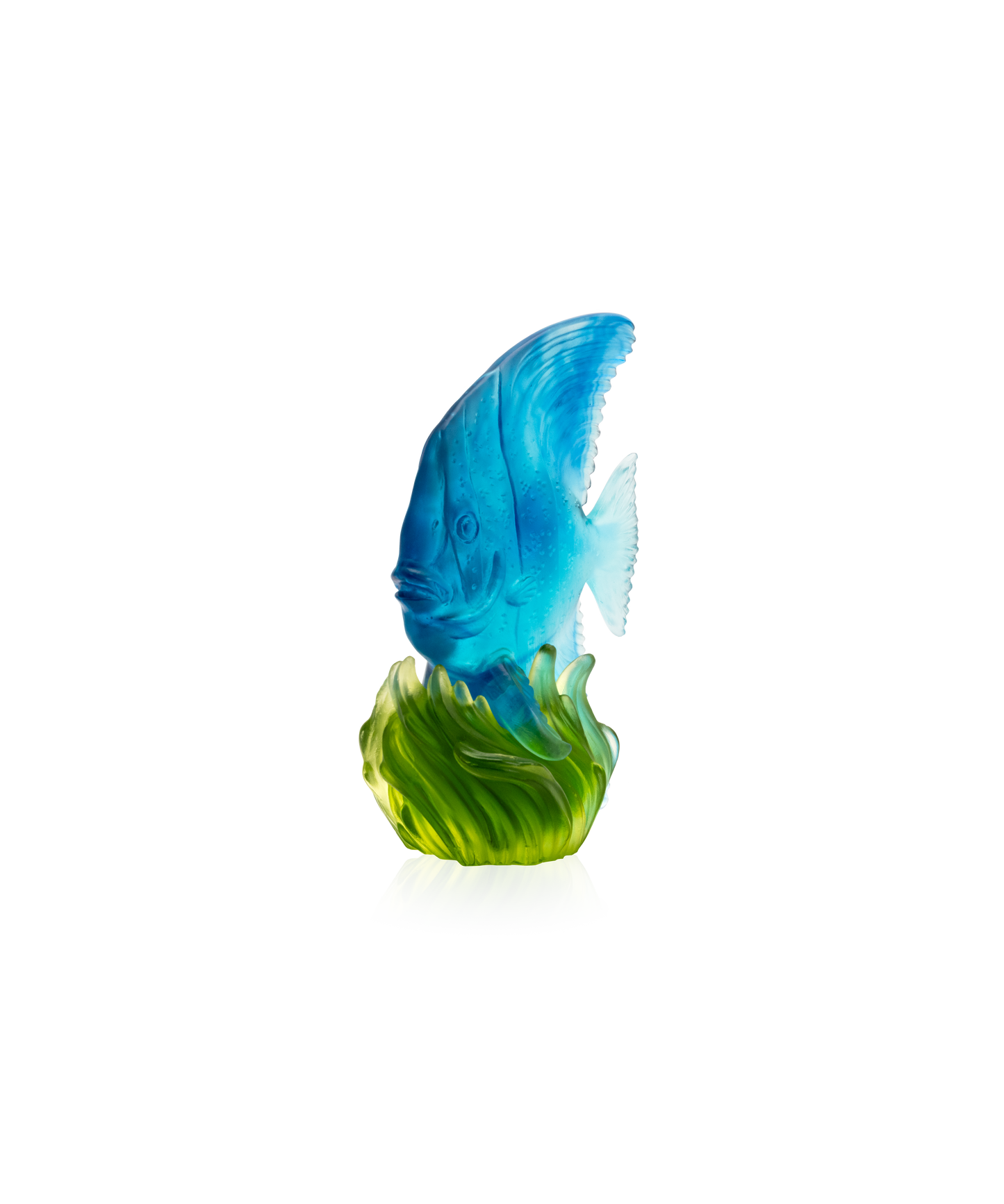 Maya Medium platax Blue and green