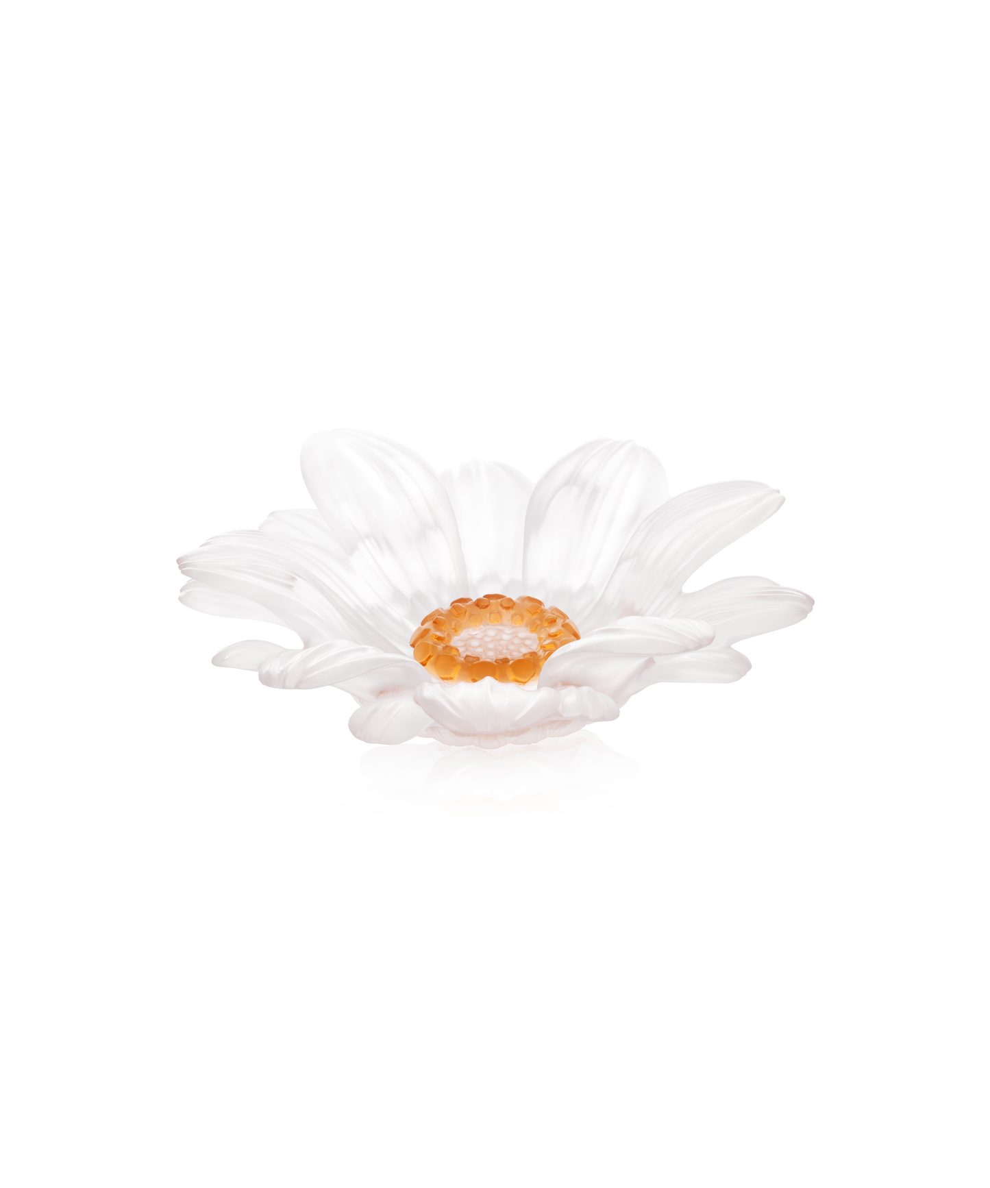 Or d'Abeille Fleur de présentation petit modèle blanche