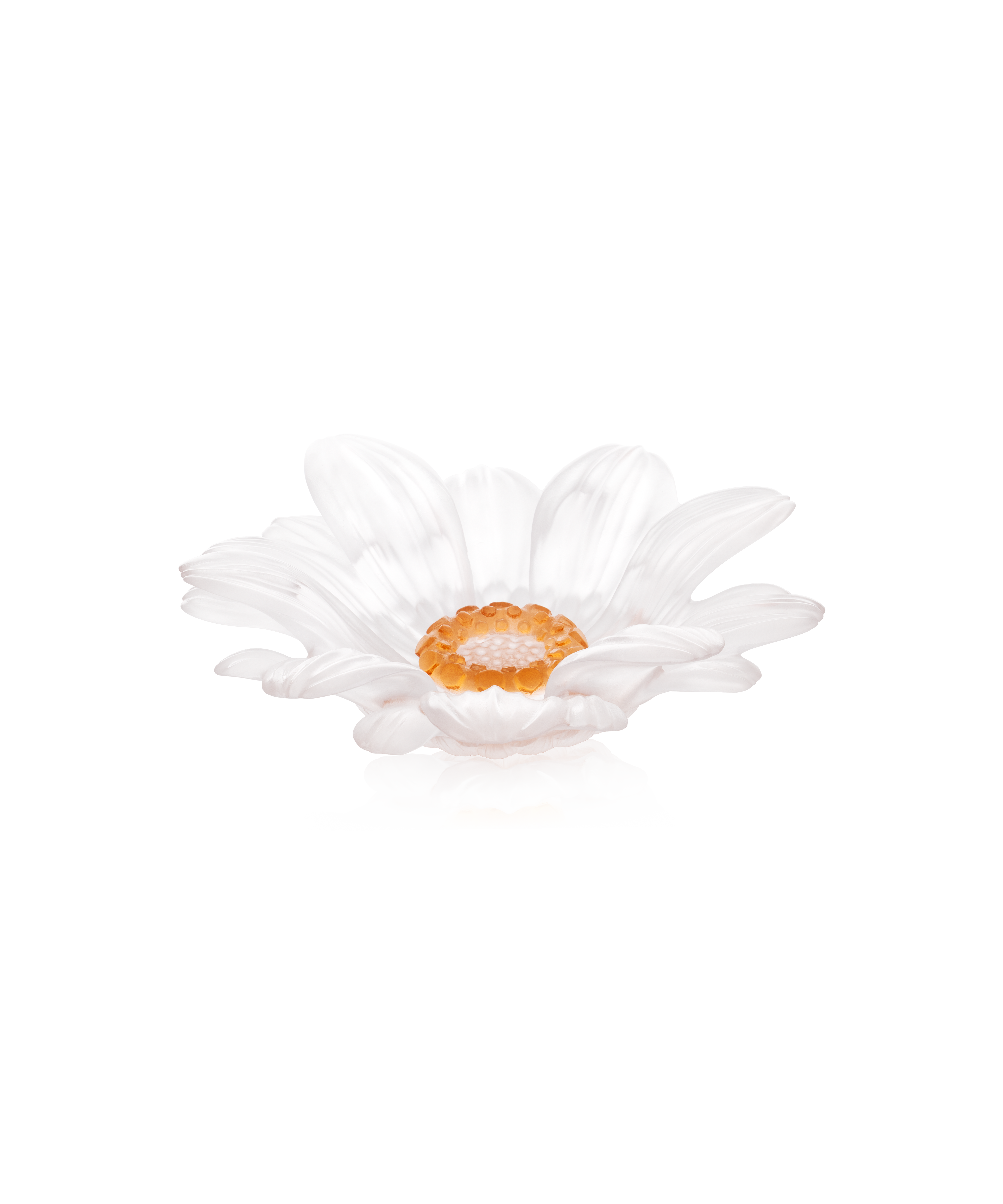 Or d'Abeille Fleur de présentation petit modèle blanche