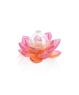 Jardin de Lotus Soliflore Ambre-rose