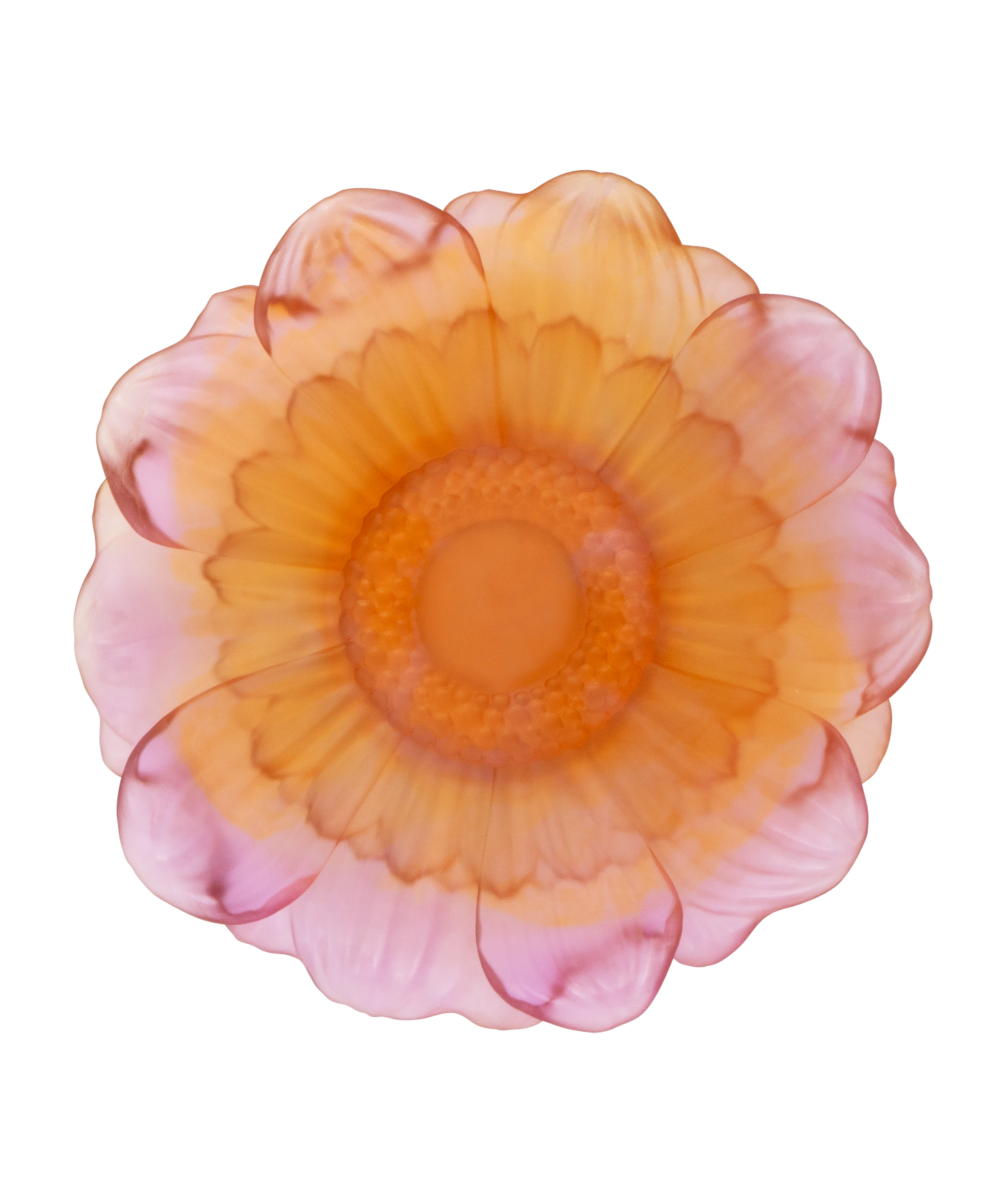 Or d'Abeille Fleur de présentation moyen modèle ambre-rose de Daum Intérieur, pièce décorative en verre coloré avec abeille gravée