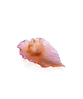 Arum Coupe Ambre-rose - Daum