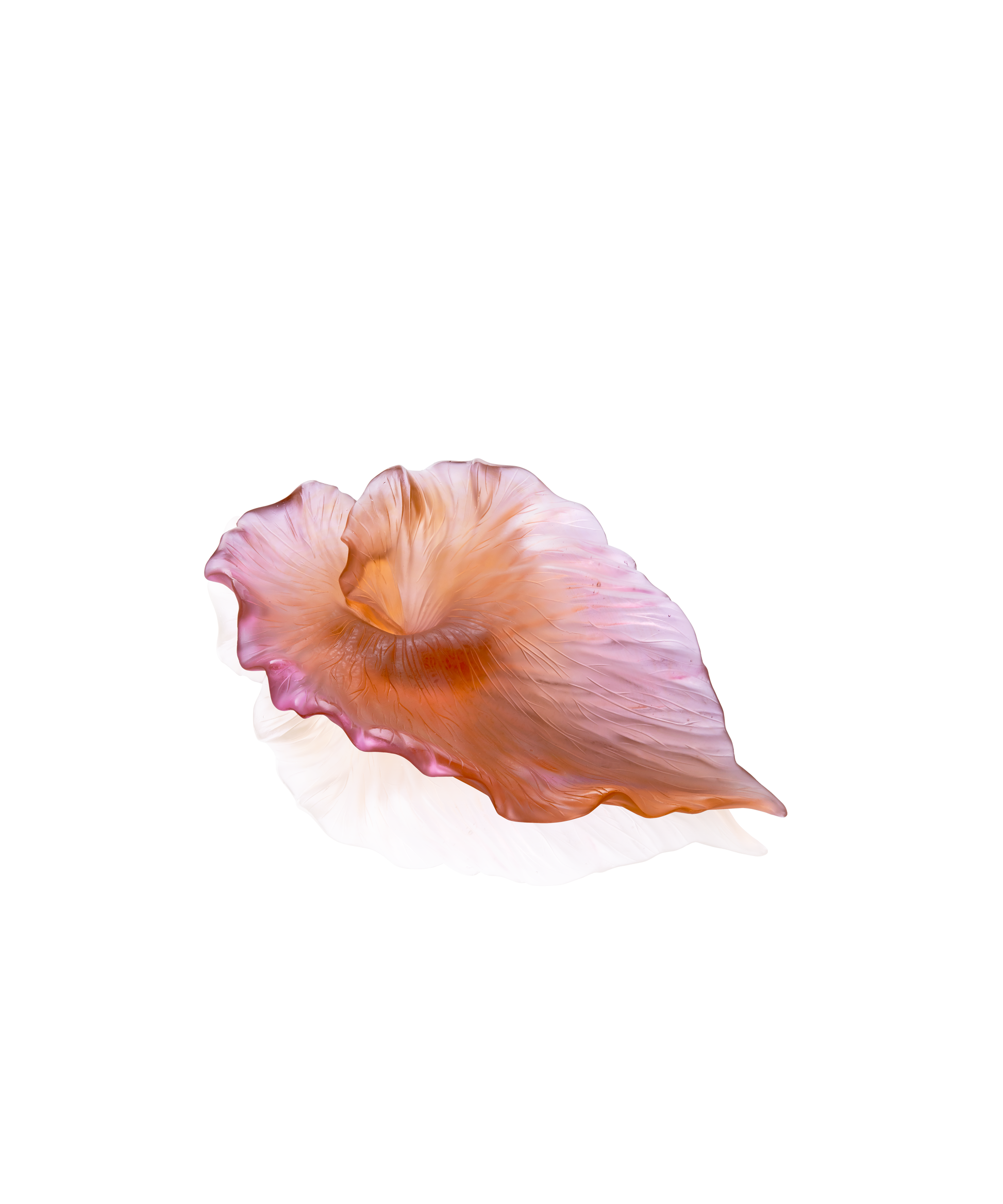 Arum Coupe Ambre-rose - Daum