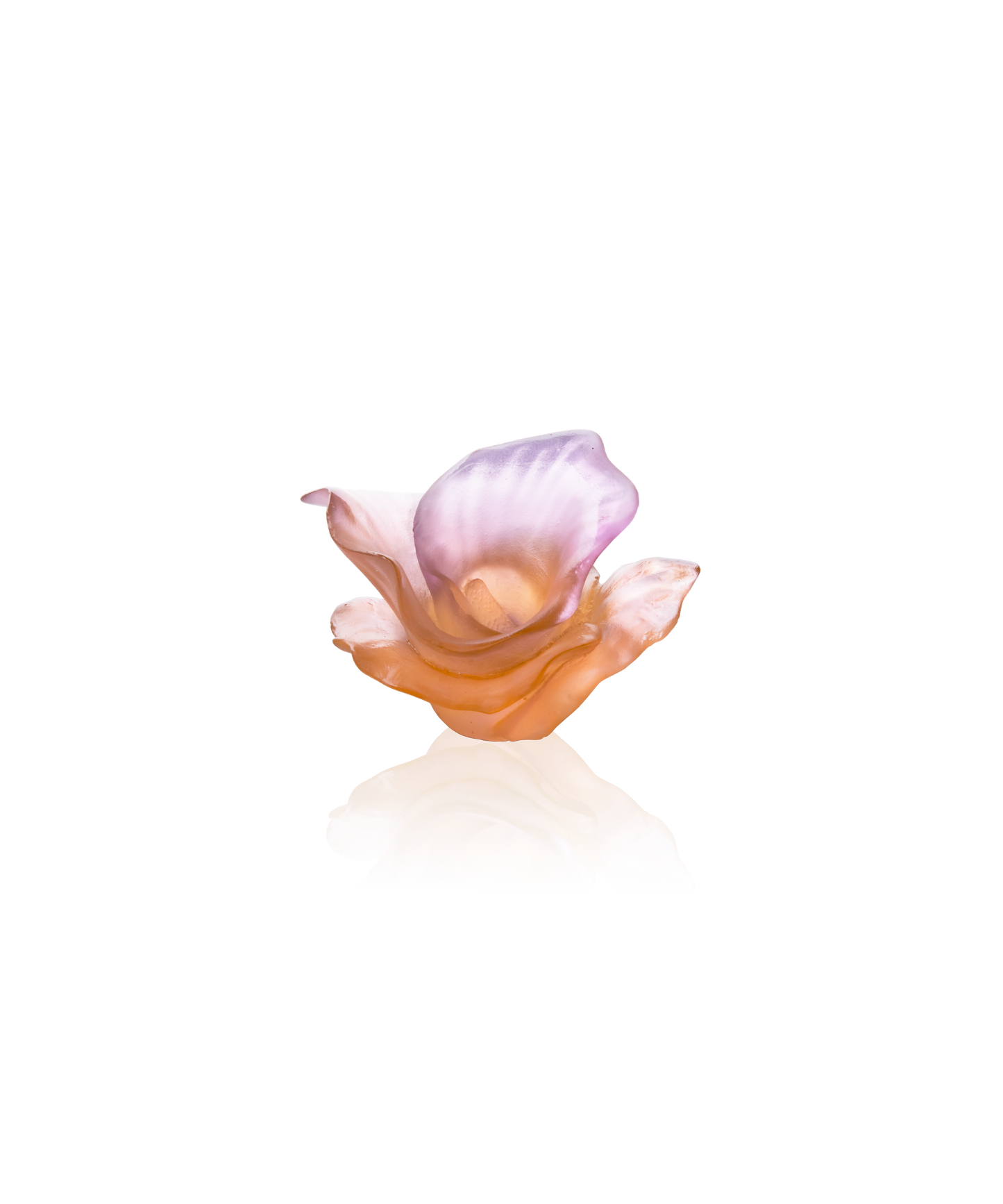 Arum Fleur décorative Ambre-rose - Daum