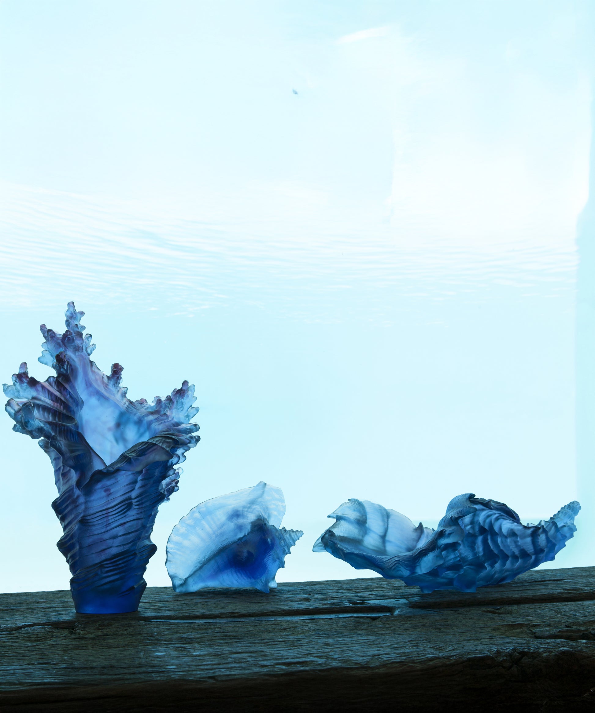 Mer de Corail Coquillage conque - Daum