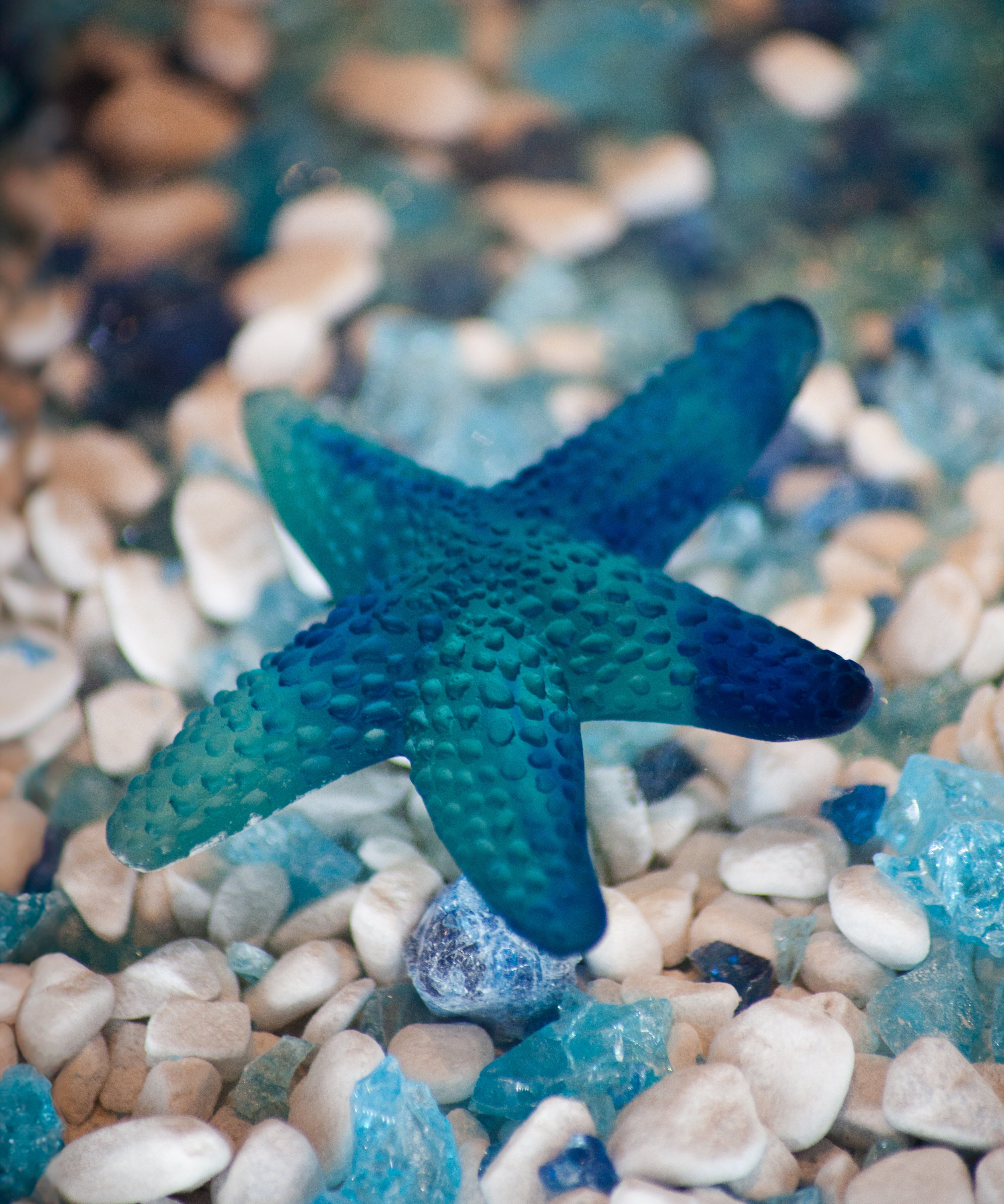 Mer de Corail Etoile de mer Bleue - Daum