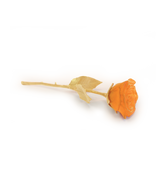 Rose Eternelle Orange - Daum