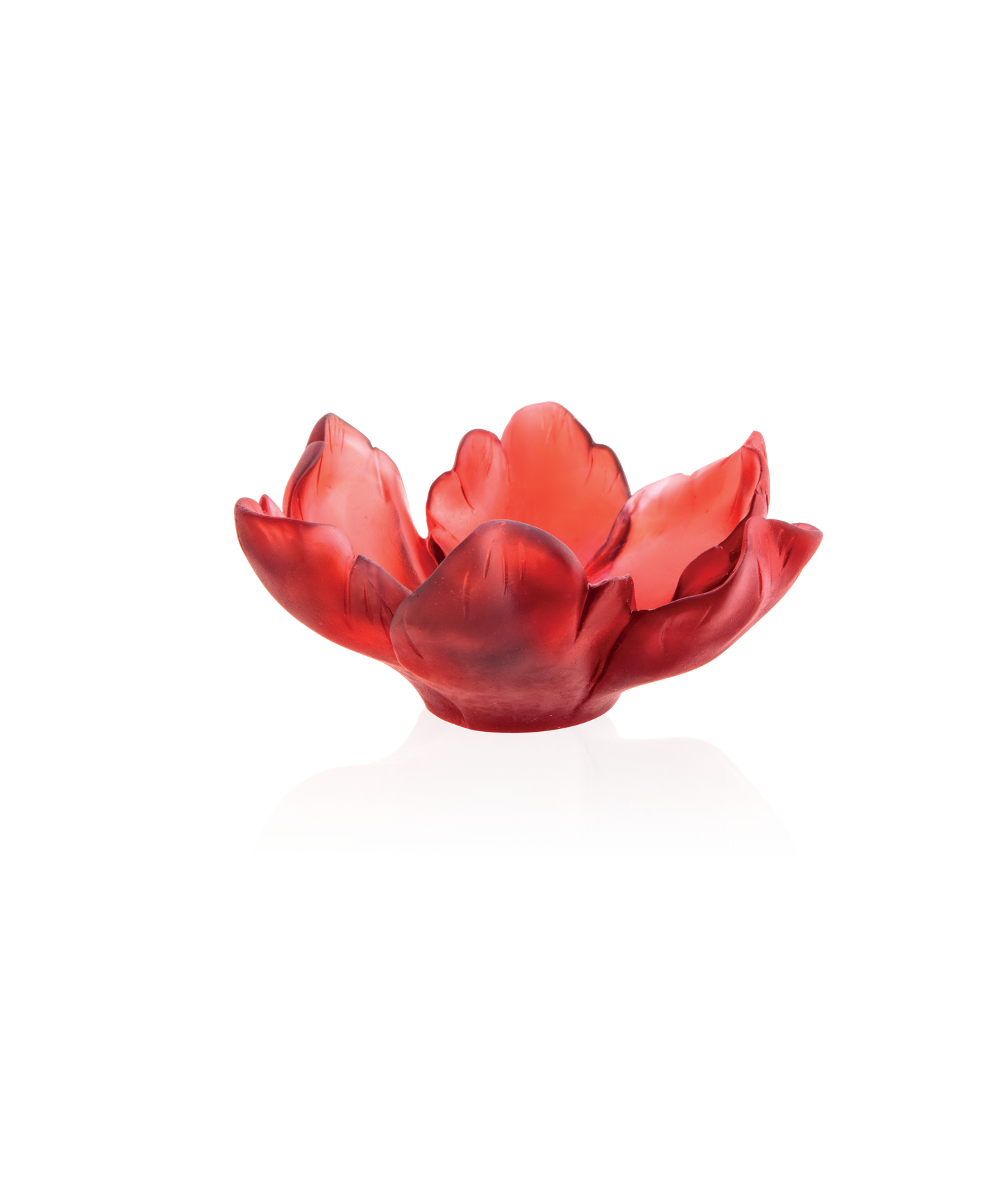 Coupelle tulipe rouge en verre Daum, finition élégante avec forme de tulipe, sur fond neutre.
