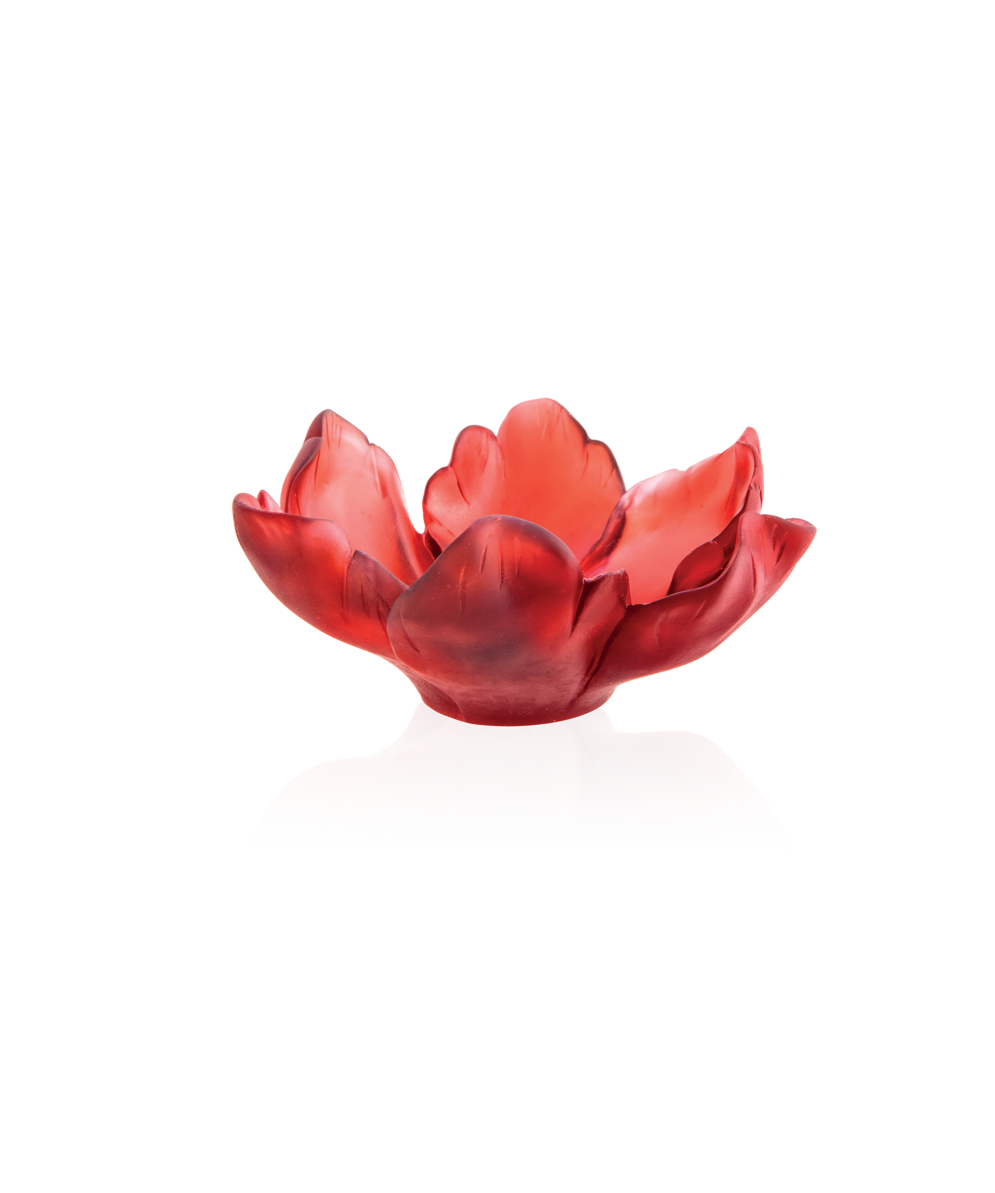 Coupelle tulipe rouge en verre Daum, finition élégante avec forme de tulipe, sur fond neutre.